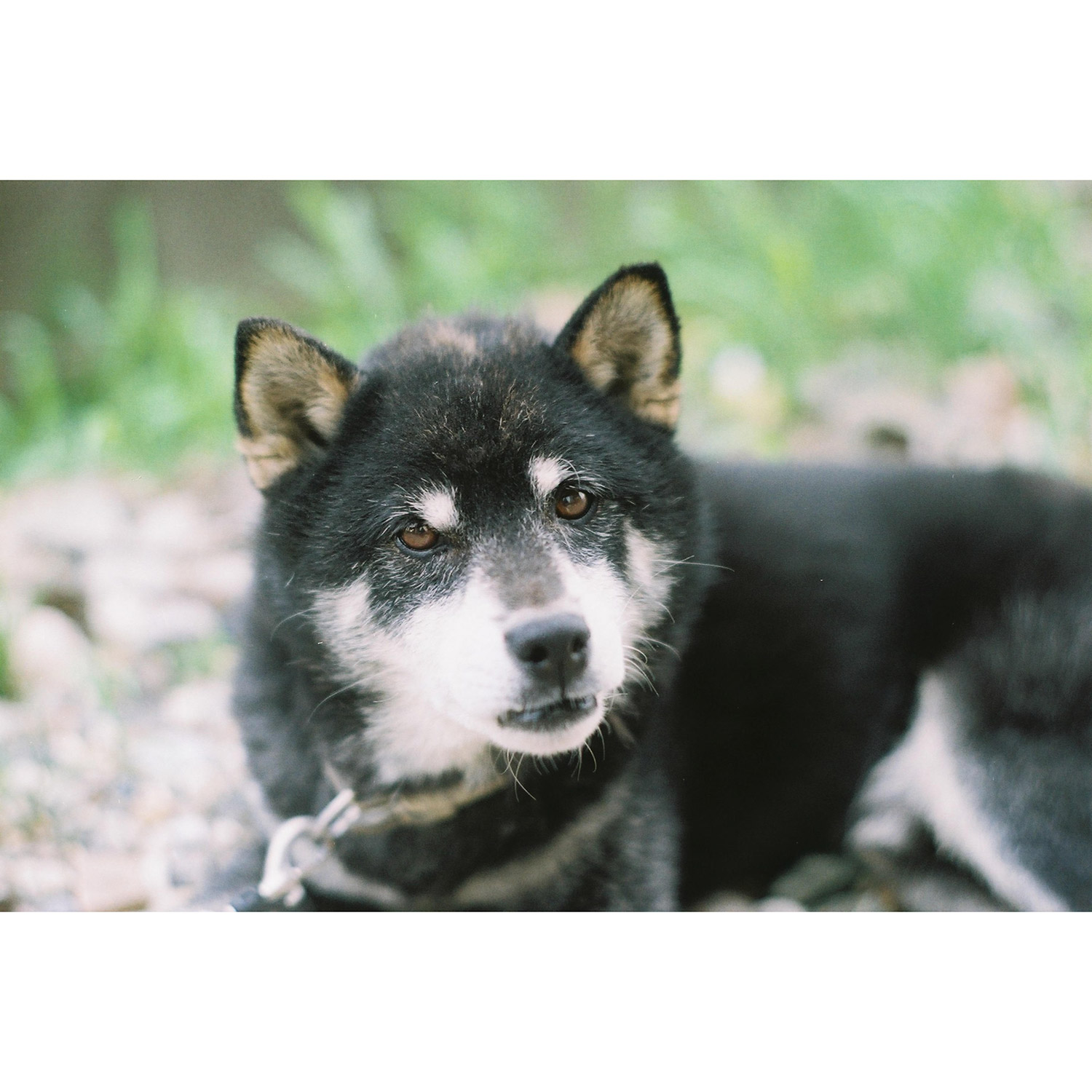 わんにゃんサイトの犬の写真