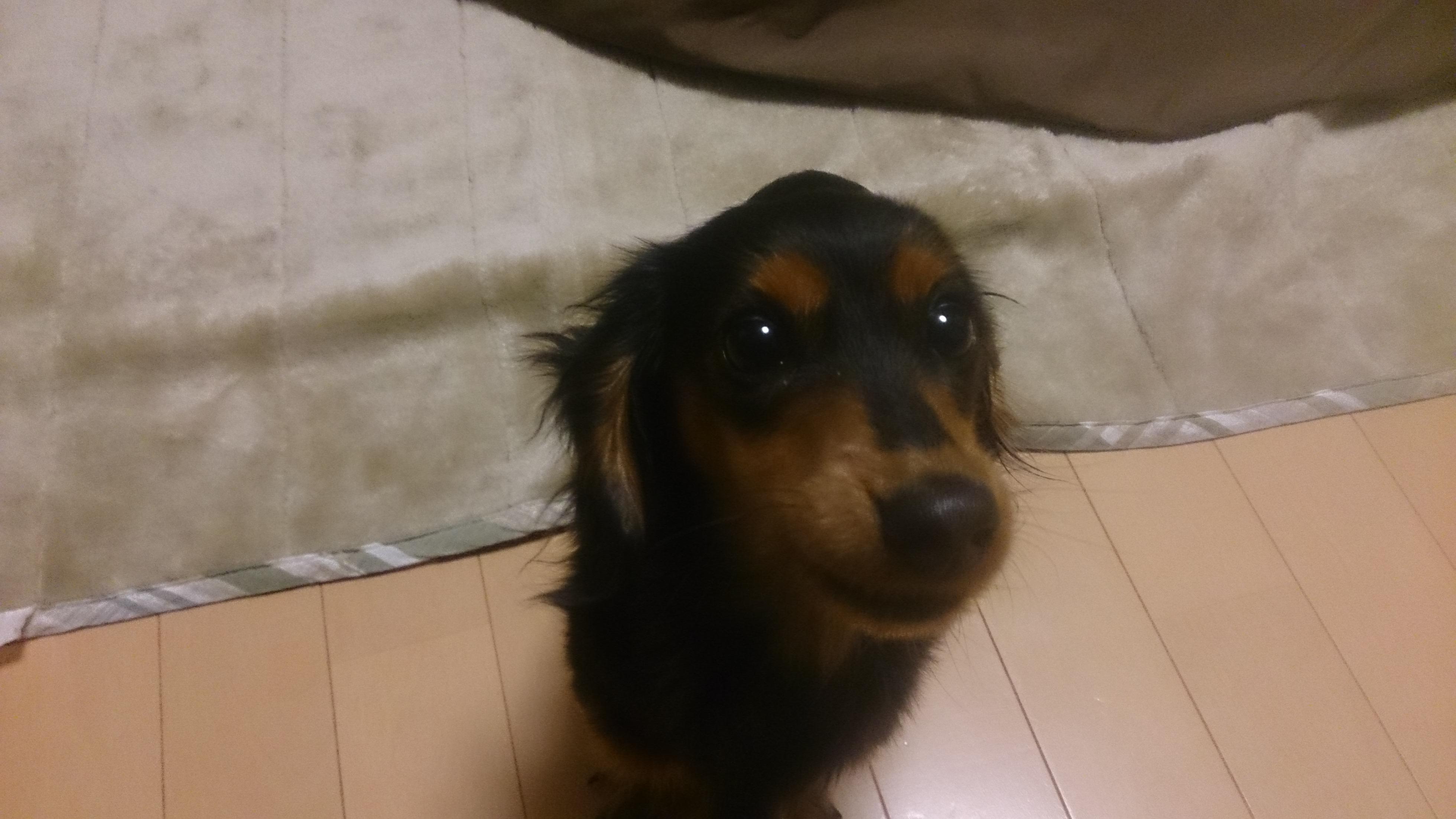 わんにゃんサイトの犬の写真