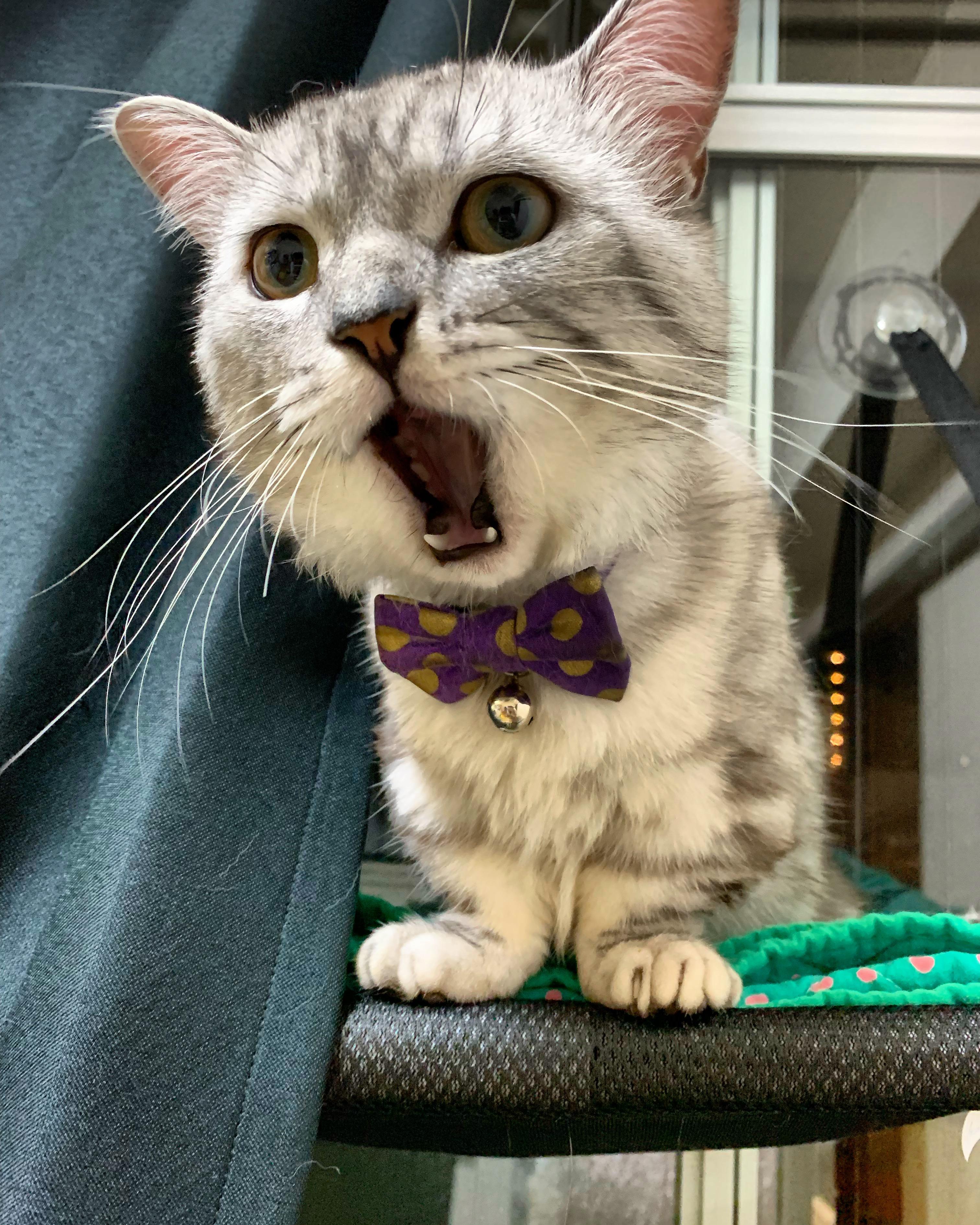 わんにゃんサイトの猫の写真