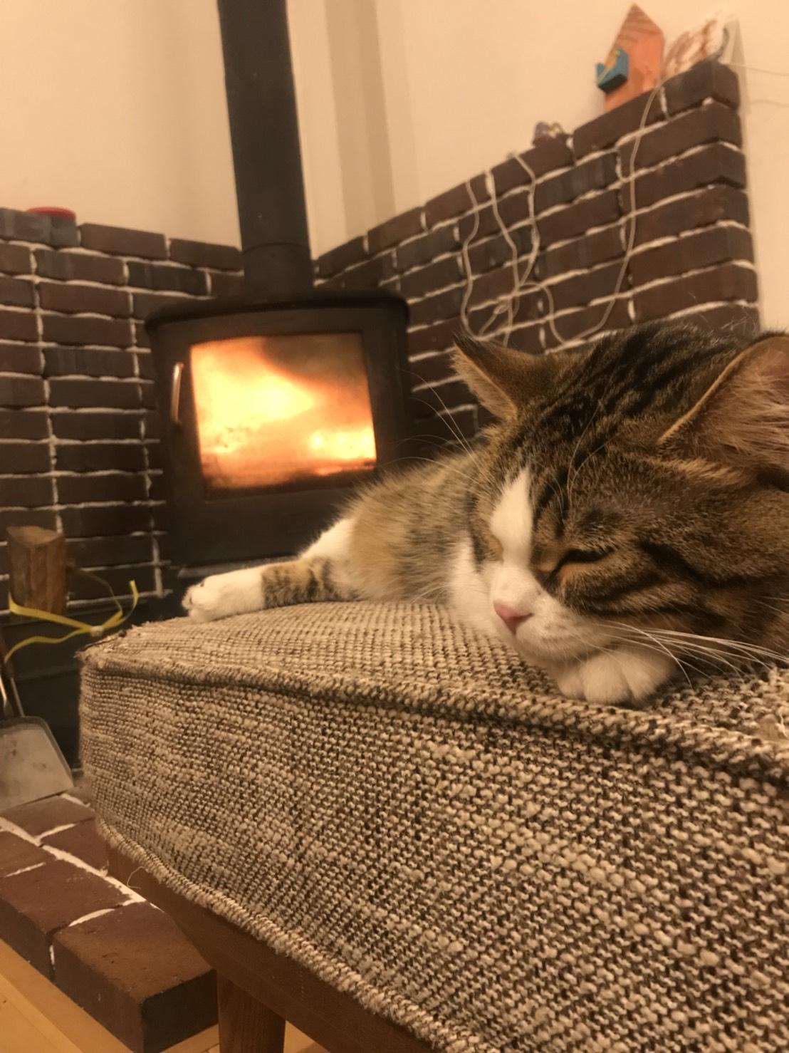 わんにゃんサイトの猫の写真