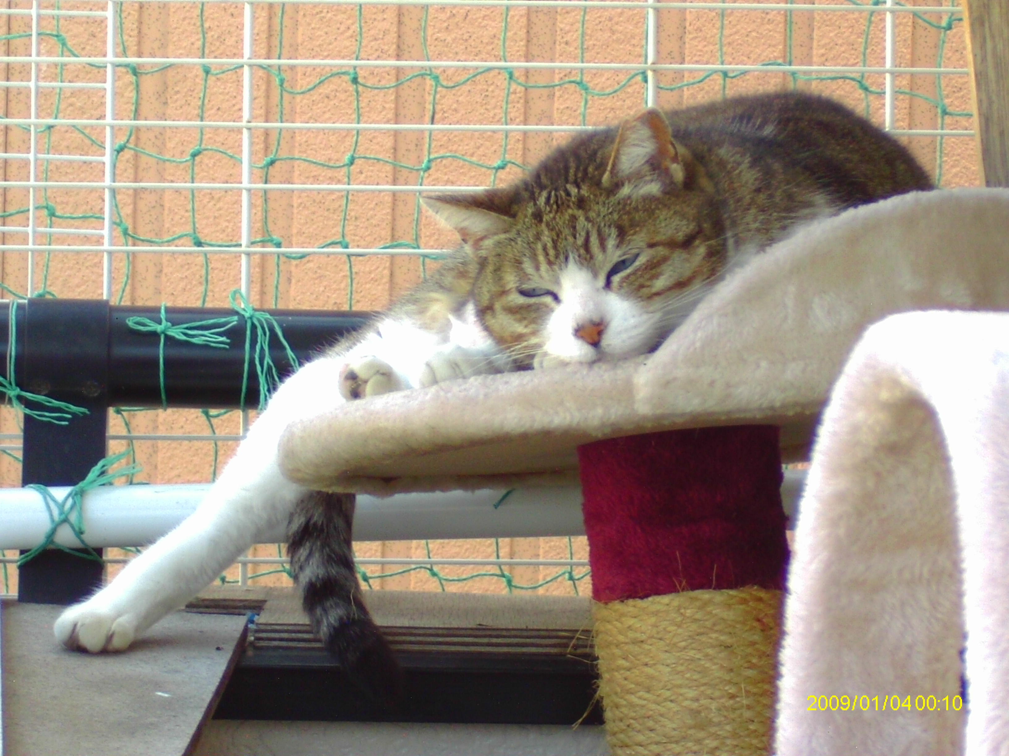 わんにゃんサイトの猫の写真