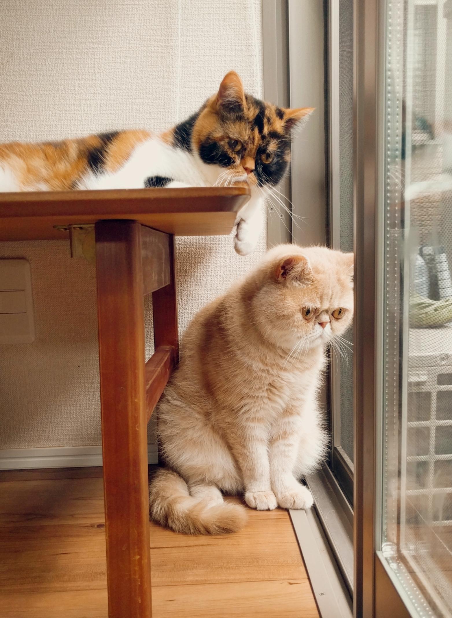 わんにゃんサイトの猫の写真