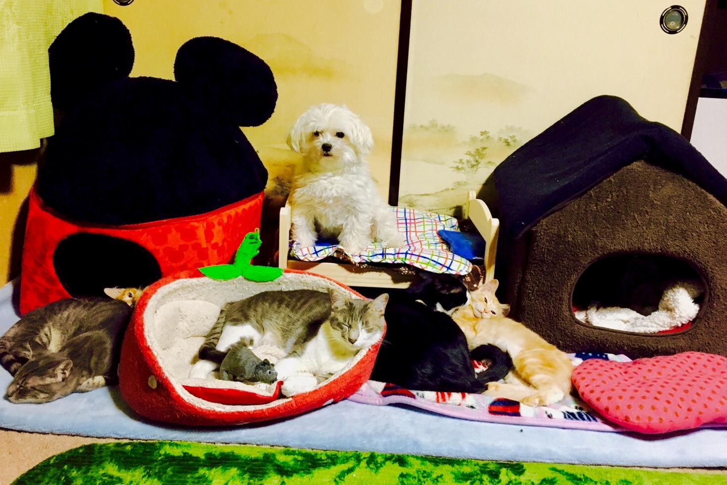 わんにゃんサイトの猫の写真