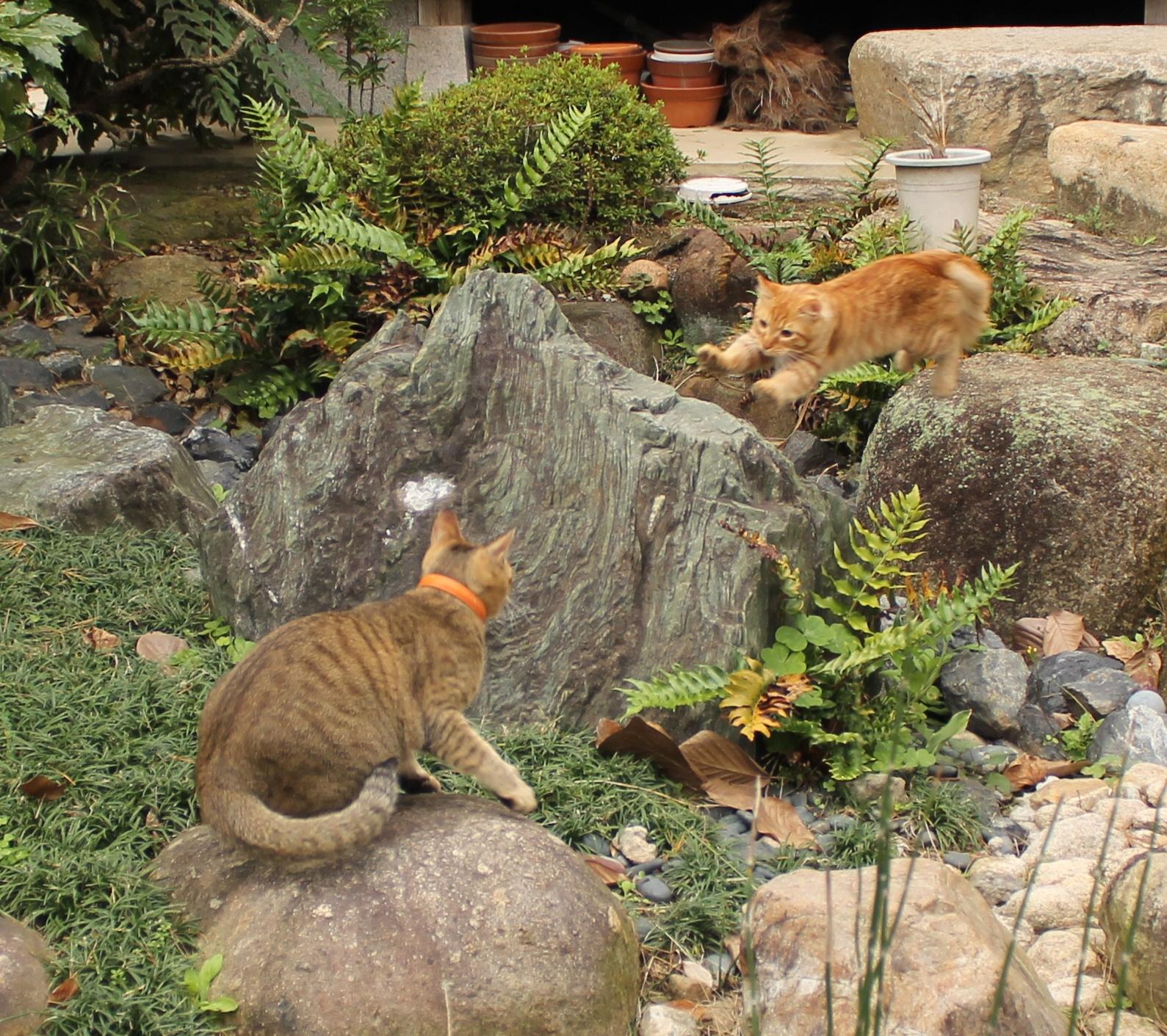 わんにゃんサイトの猫の写真