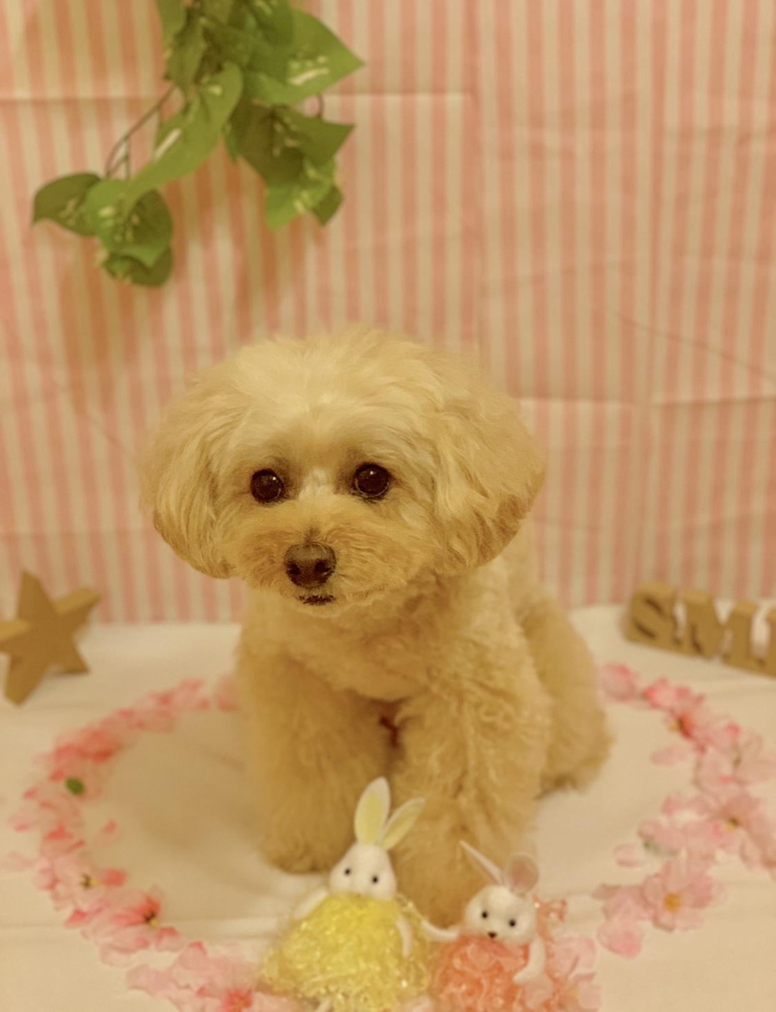 わんにゃんサイトの犬の写真