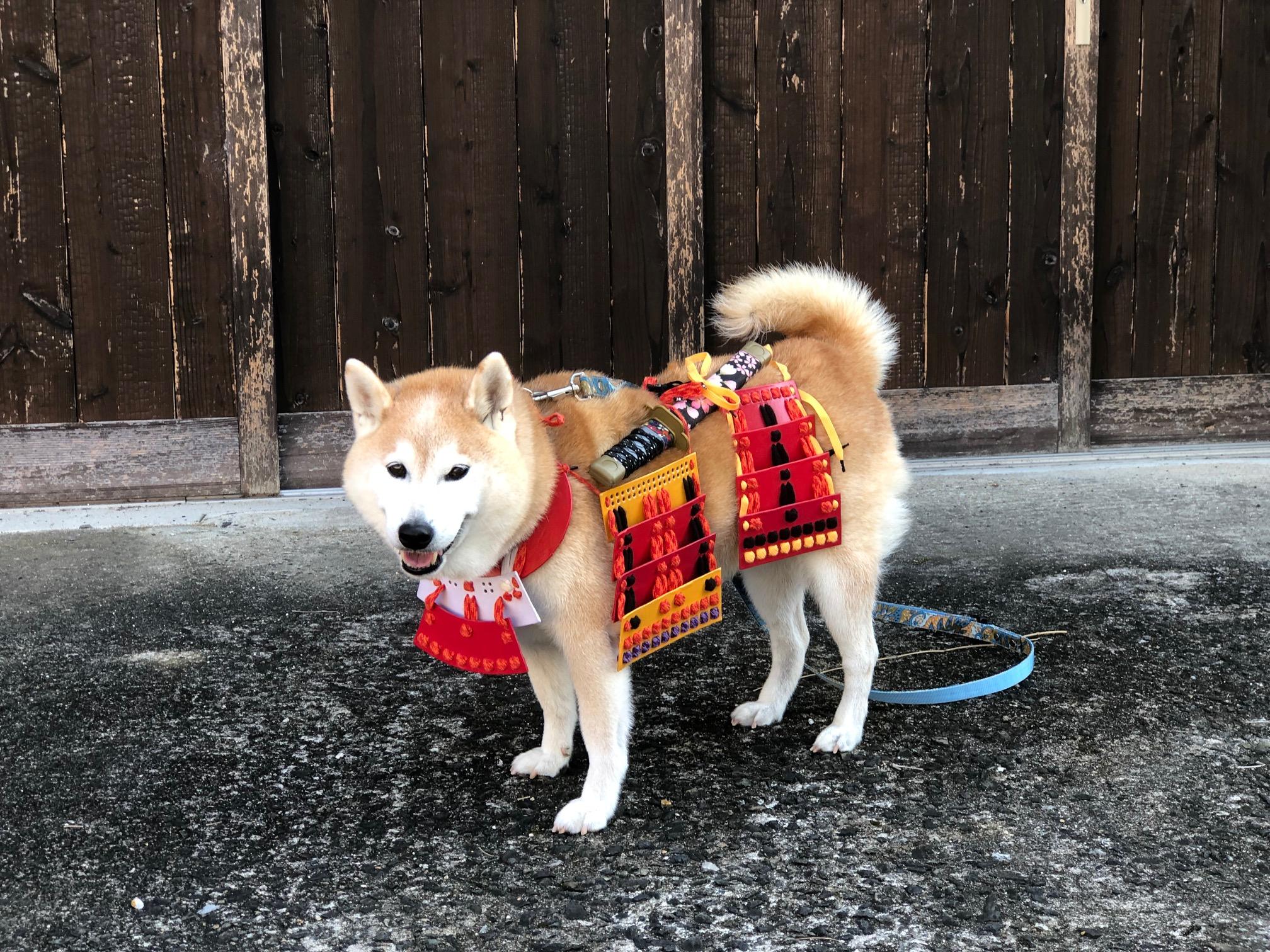 わんにゃんサイトの犬の写真