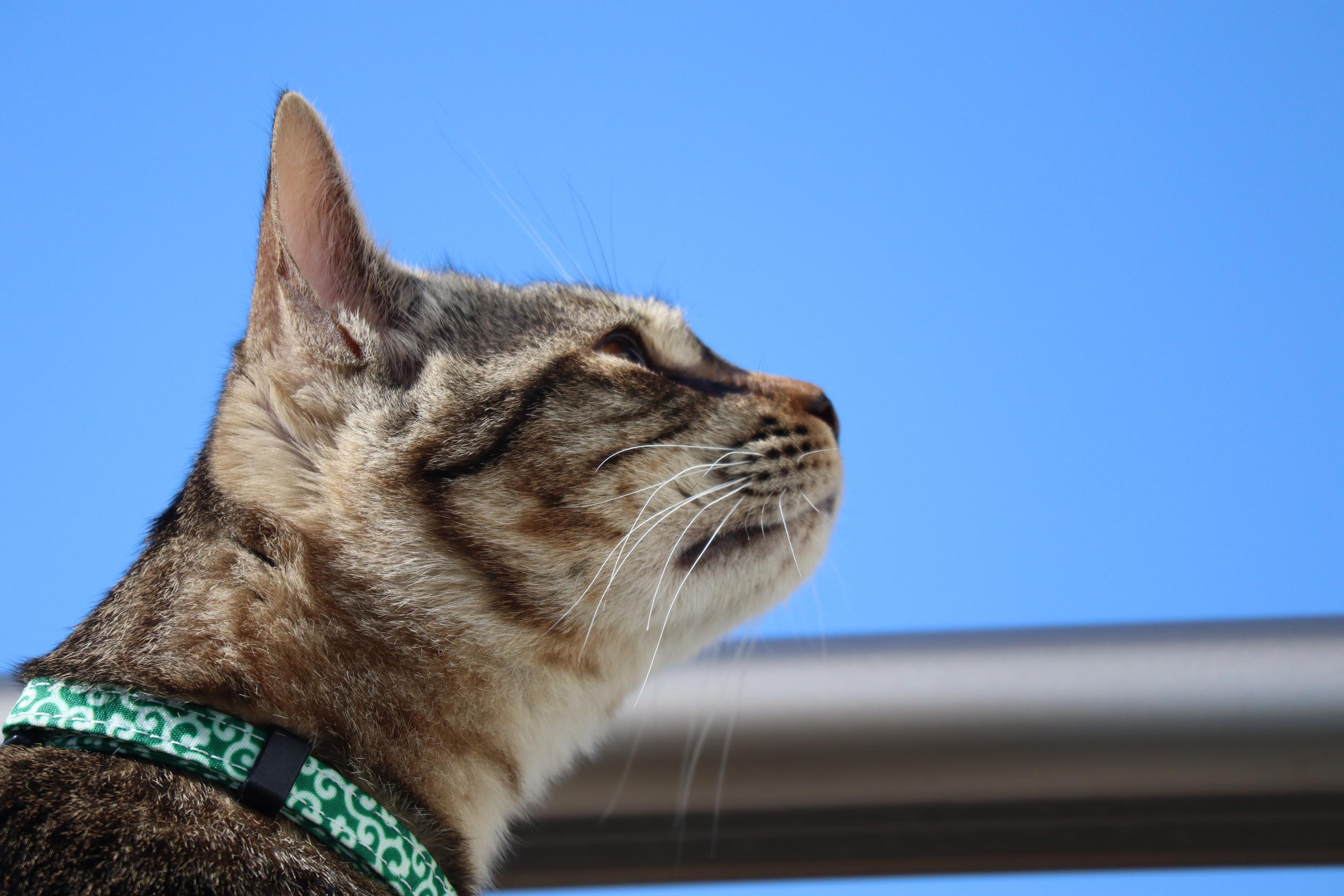 わんにゃんサイトの猫の写真