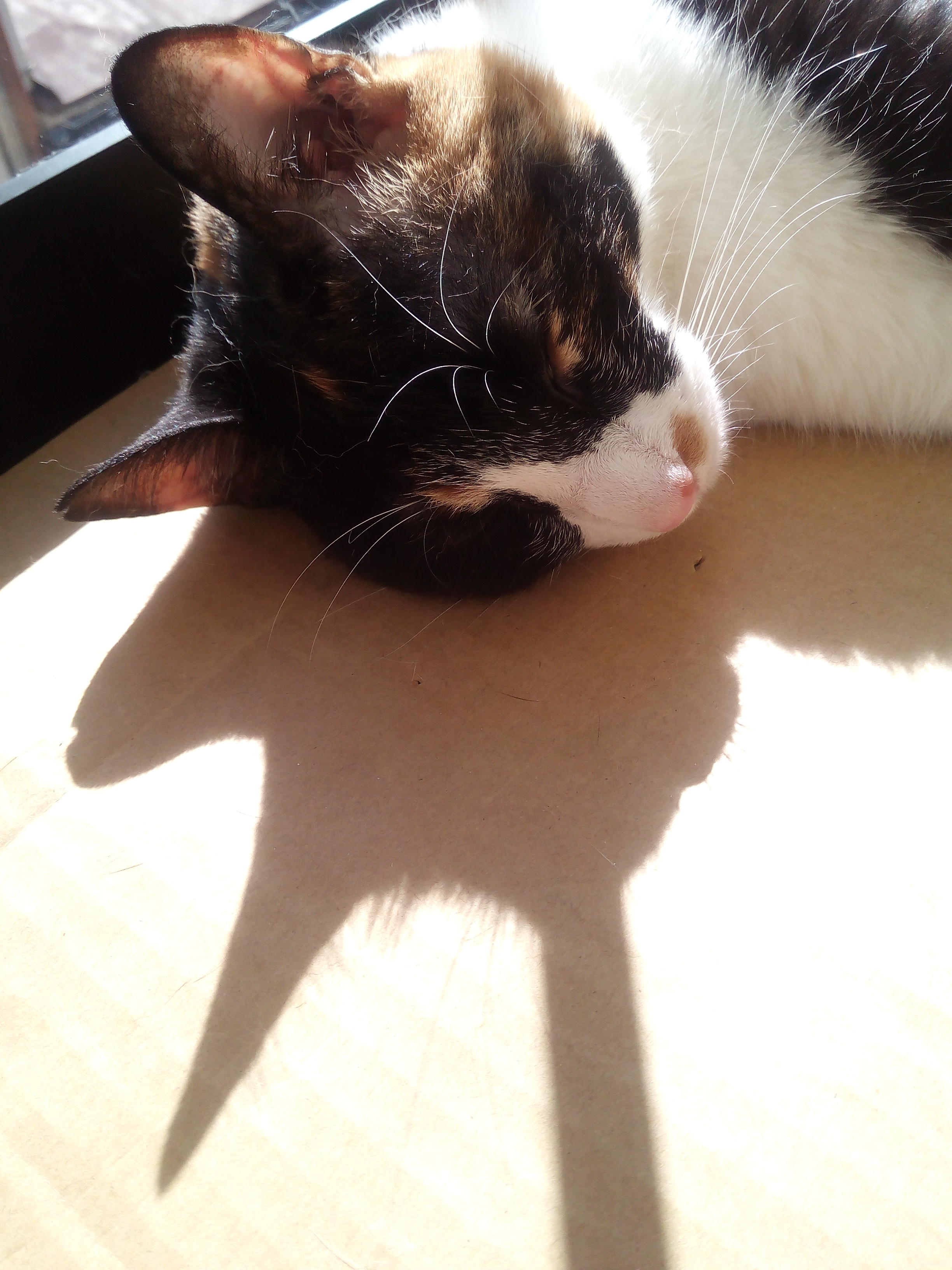 わんにゃんサイトの猫の写真