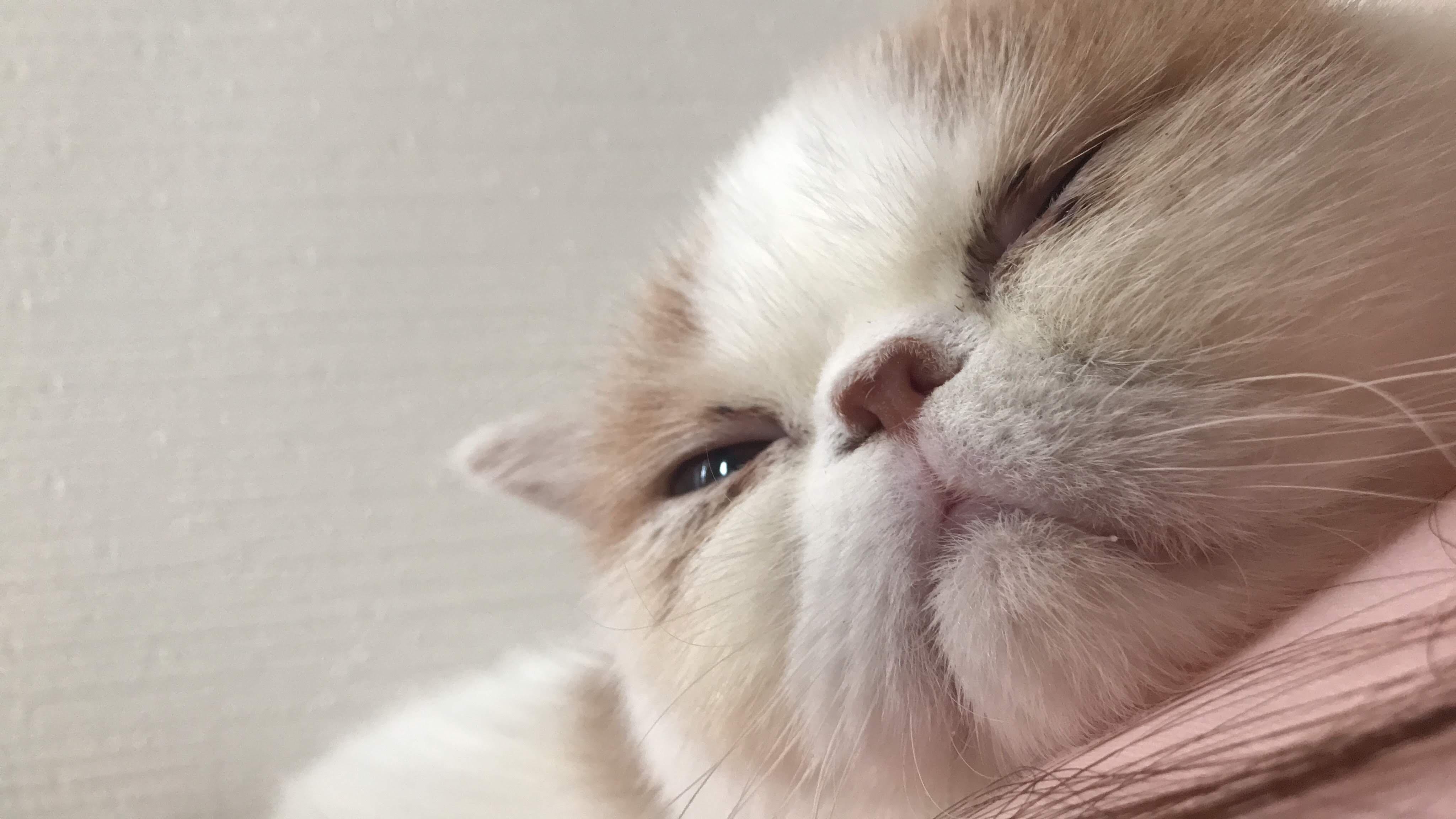 わんにゃんサイトの猫の写真