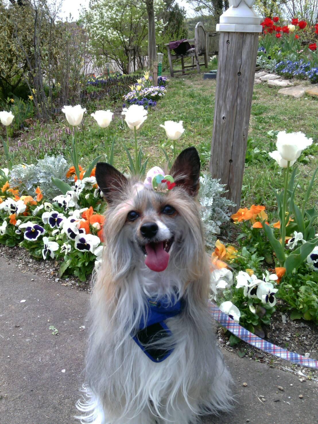 わんにゃんサイトの犬の写真