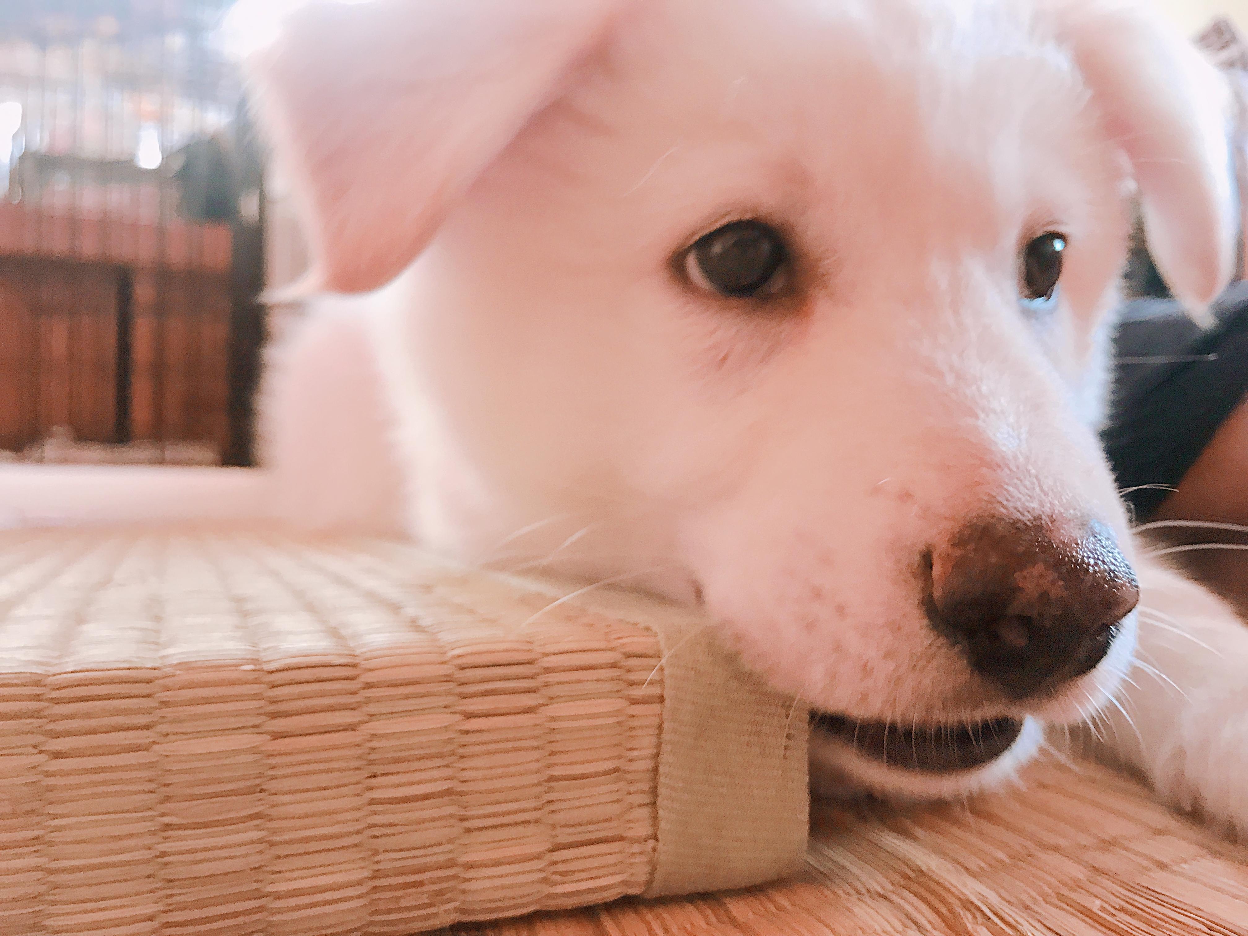 わんにゃんサイトの犬の写真