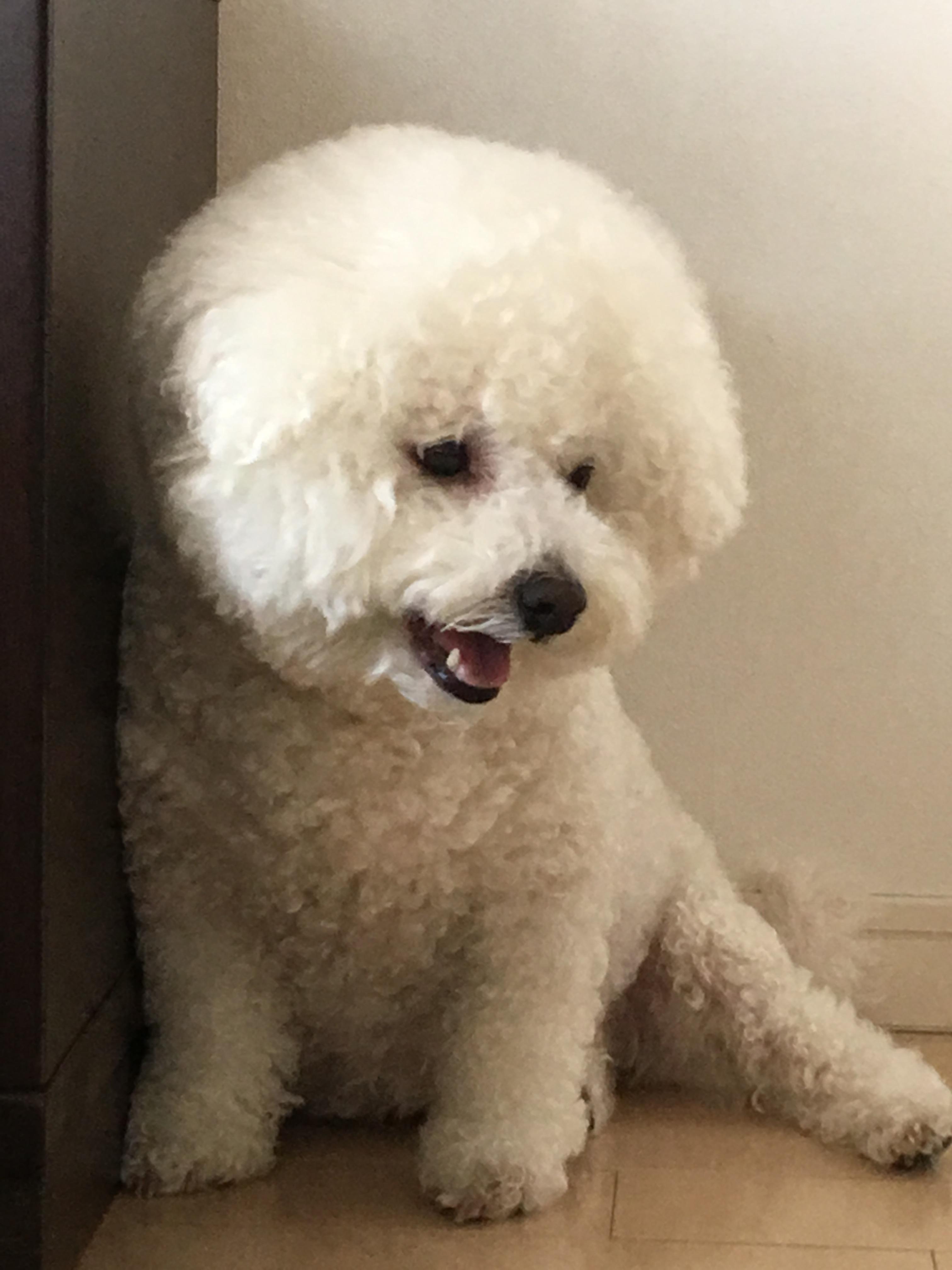 わんにゃんサイトの犬の写真