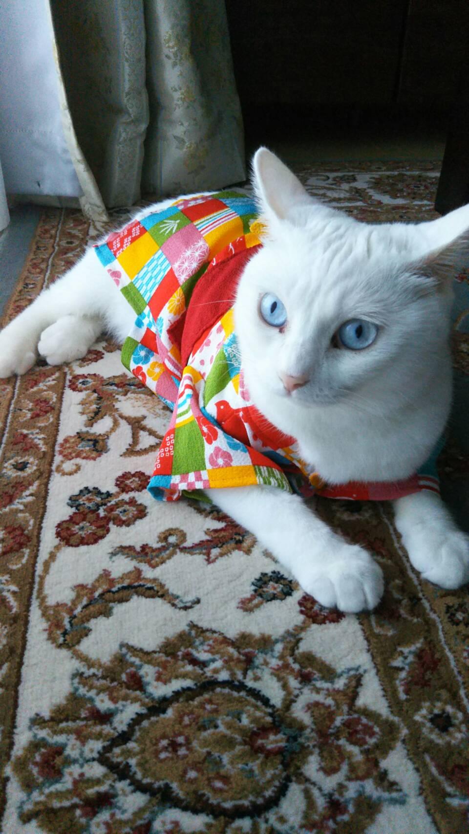 わんにゃんサイトの猫の写真