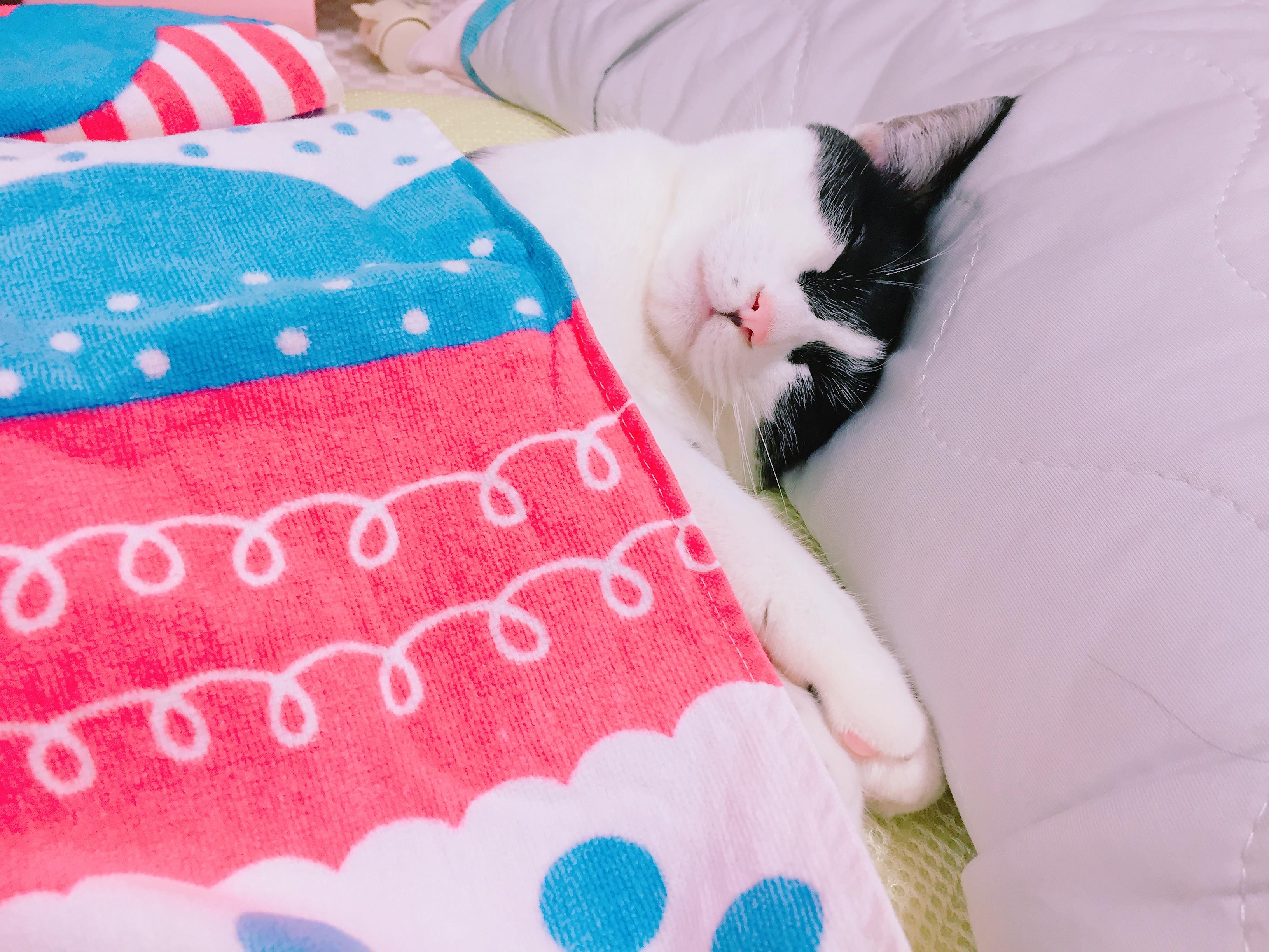 わんにゃんサイトの猫の写真