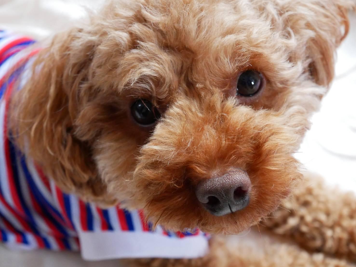 わんにゃんサイトの犬の写真