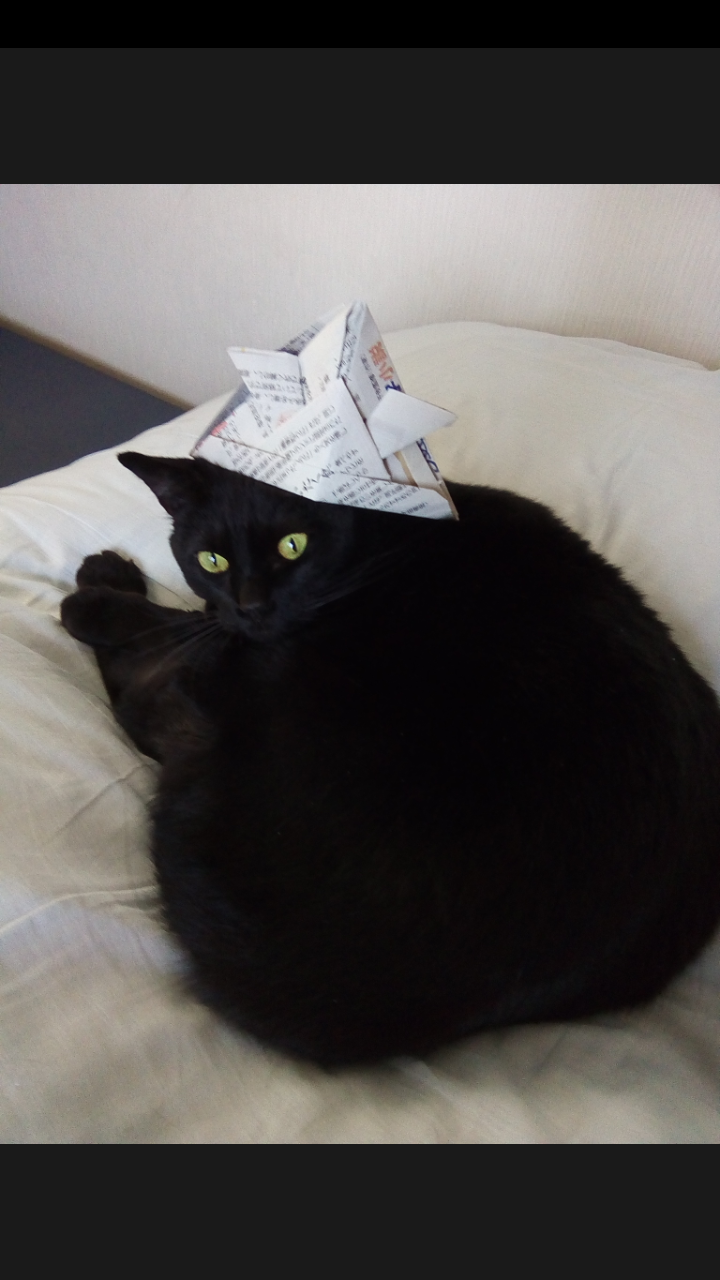 わんにゃんサイトの猫の写真