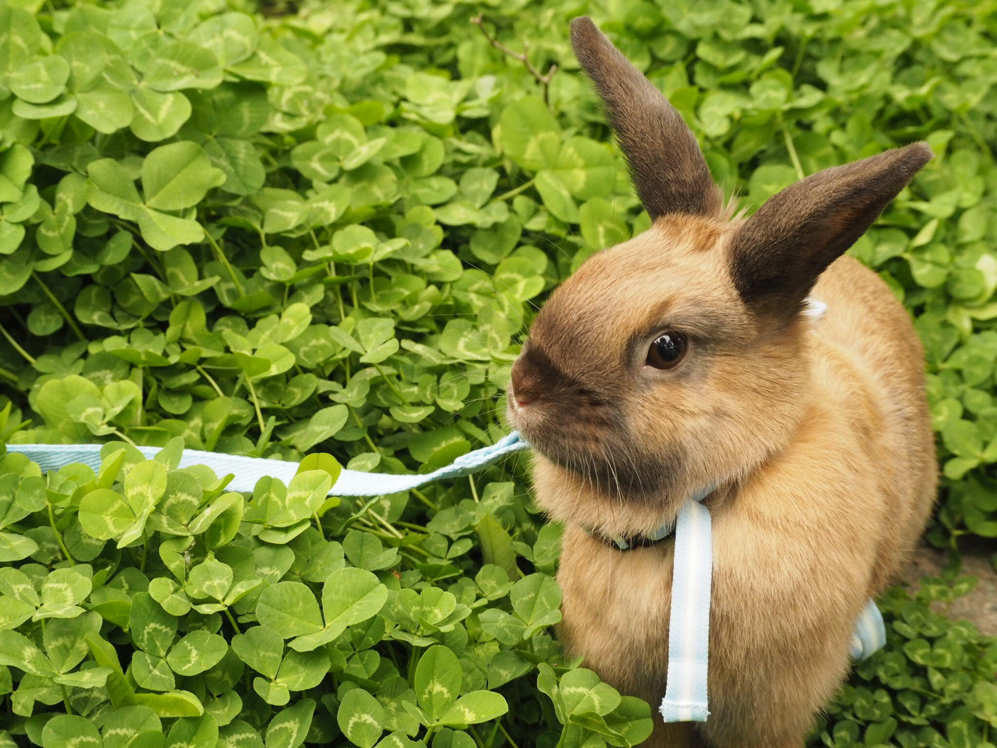 わんにゃんサイトのその他の写真