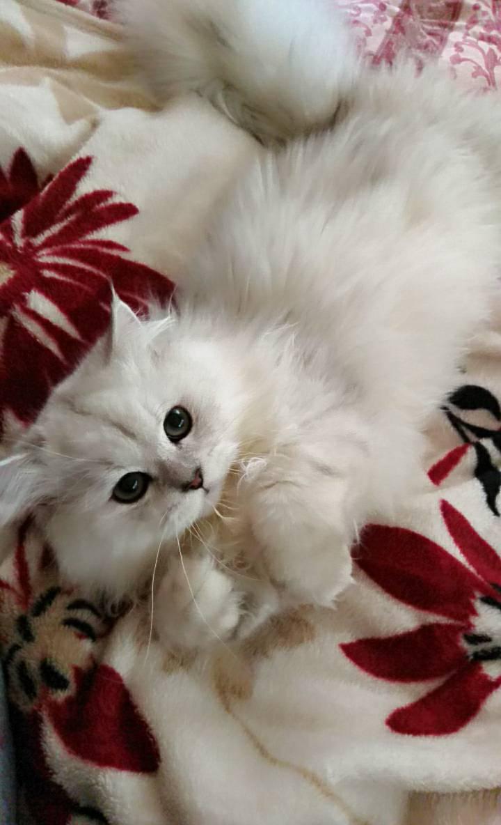 わんにゃんサイトの猫の写真