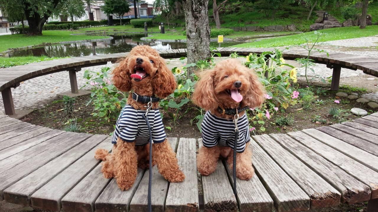 わんにゃんサイトの犬の写真