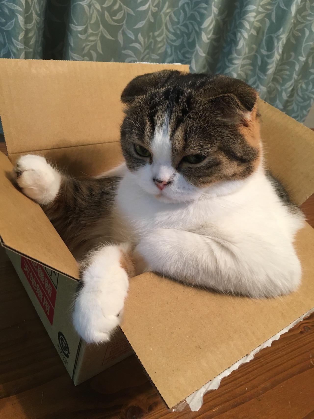 わんにゃんサイトの猫の写真