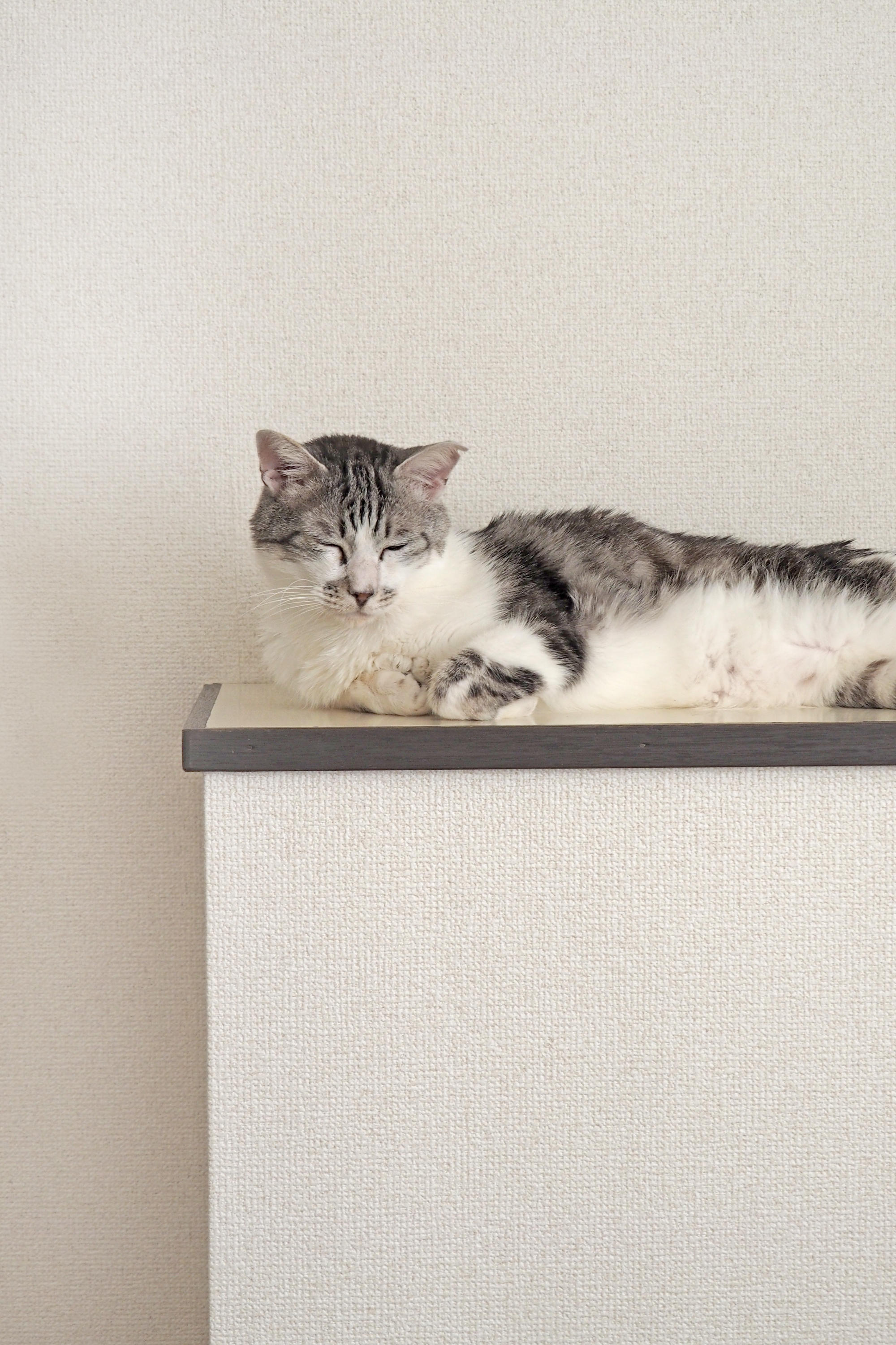 わんにゃんサイトの猫の写真