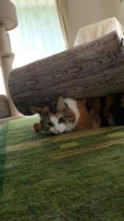 わんにゃんサイトの猫の写真