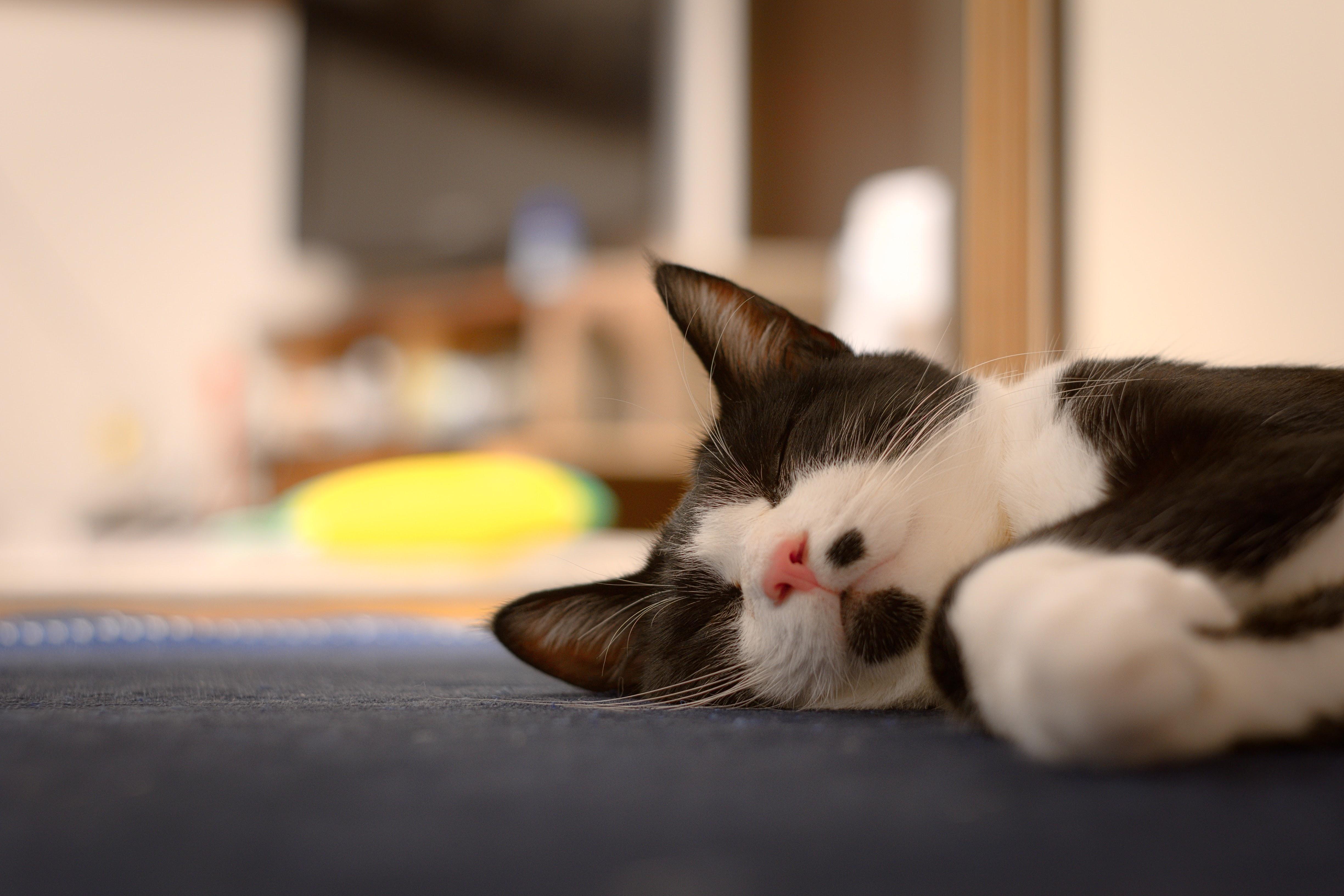 わんにゃんサイトの猫の写真