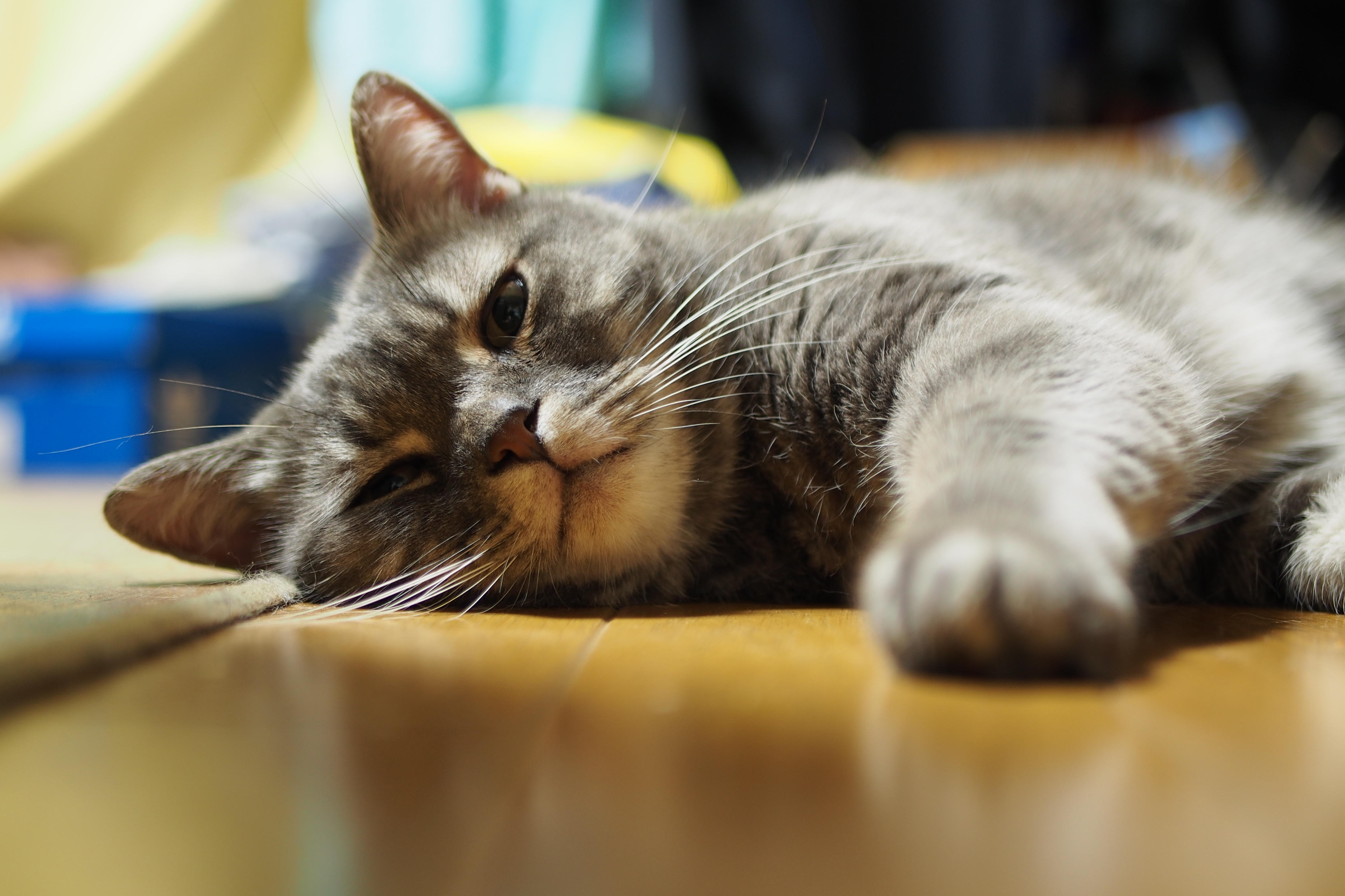 わんにゃんサイトの猫の写真