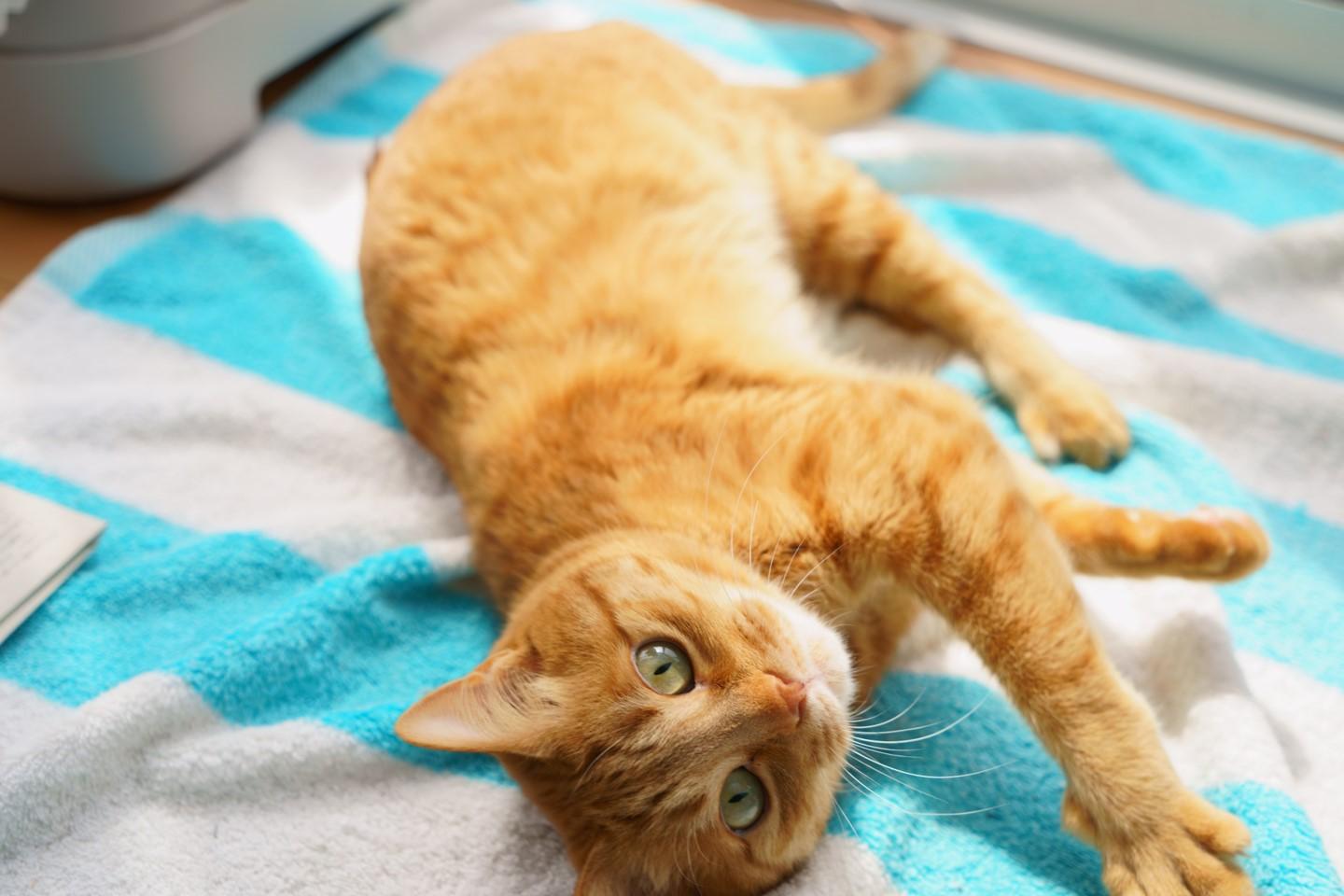 わんにゃんサイトの猫の写真