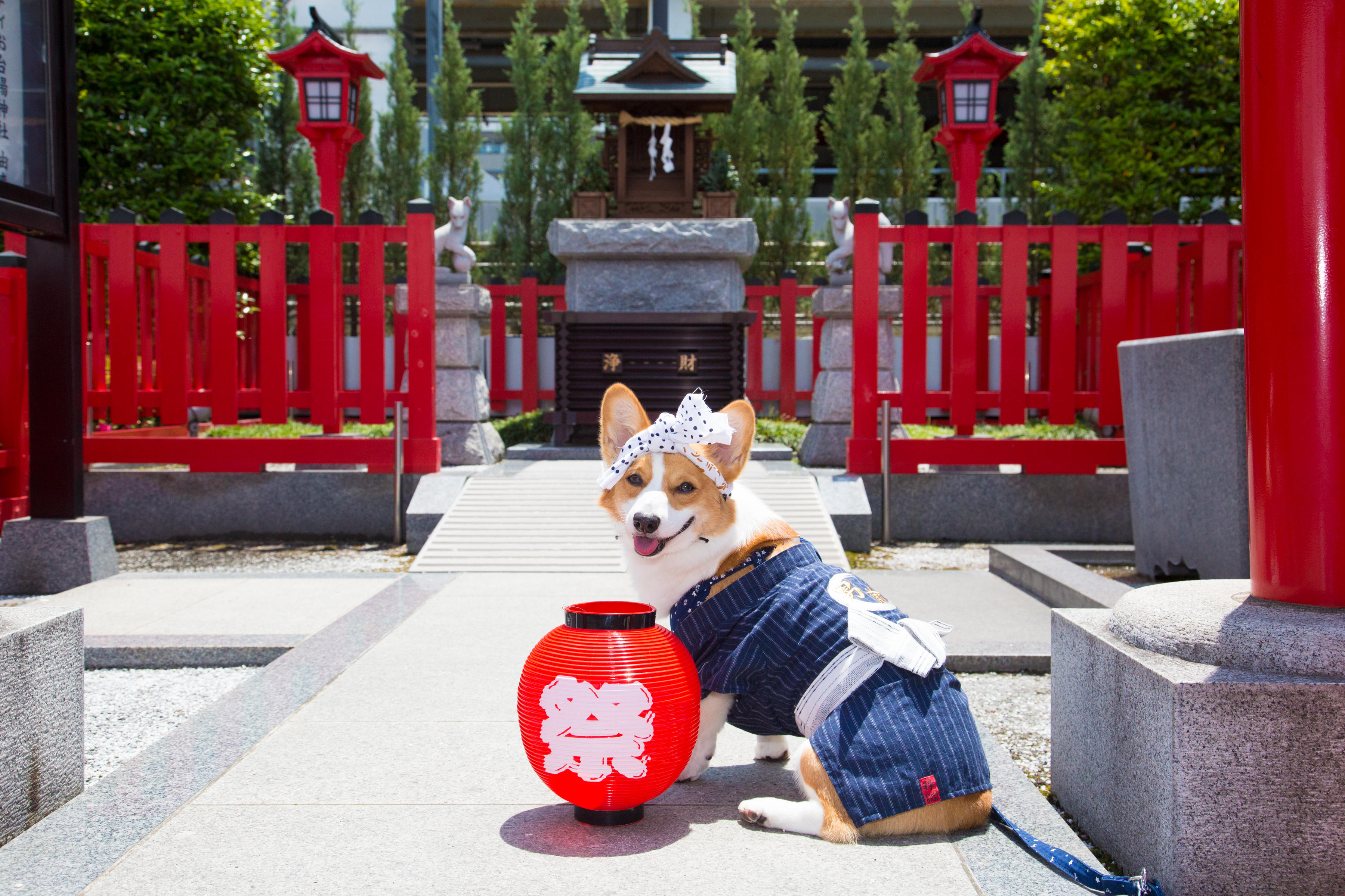 わんにゃんサイトの犬の写真