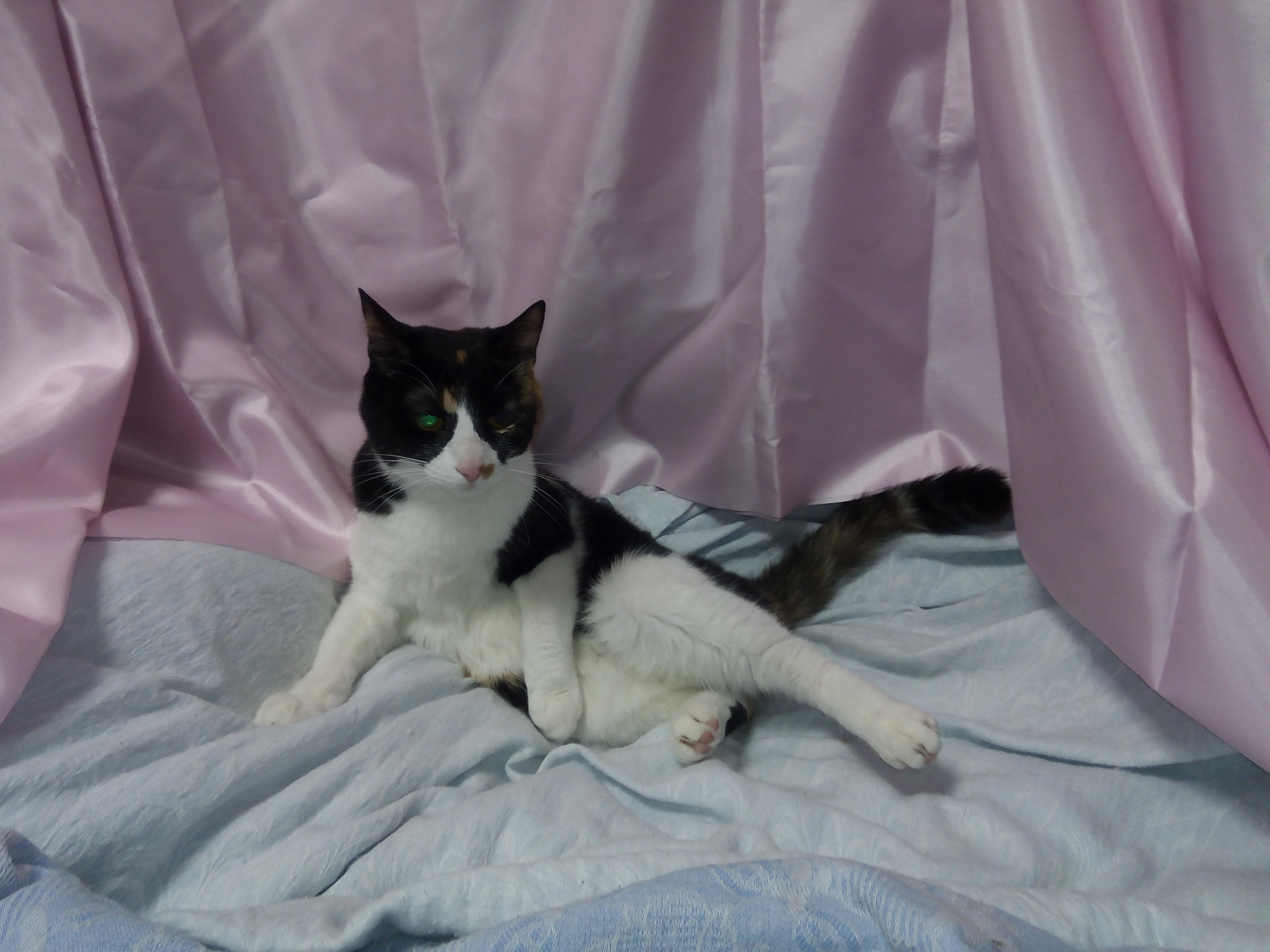 わんにゃんサイトの猫の写真