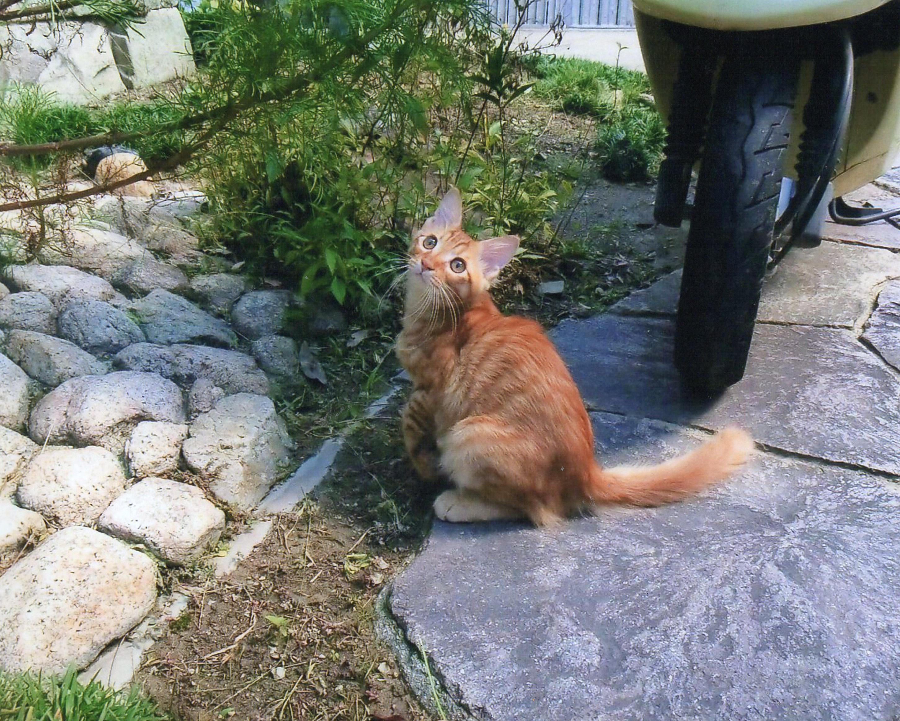 わんにゃんサイトの猫の写真