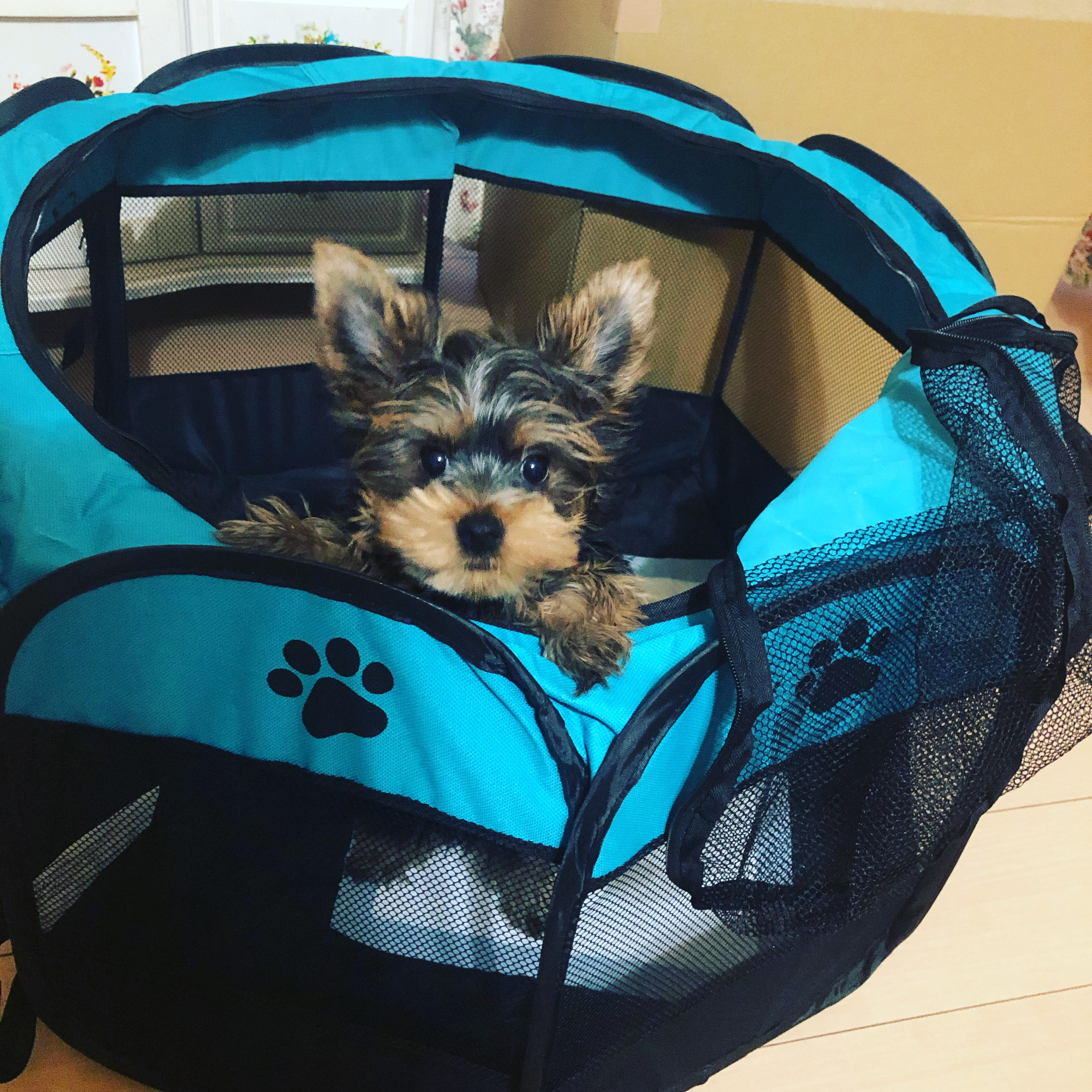 わんにゃんサイトの犬の写真