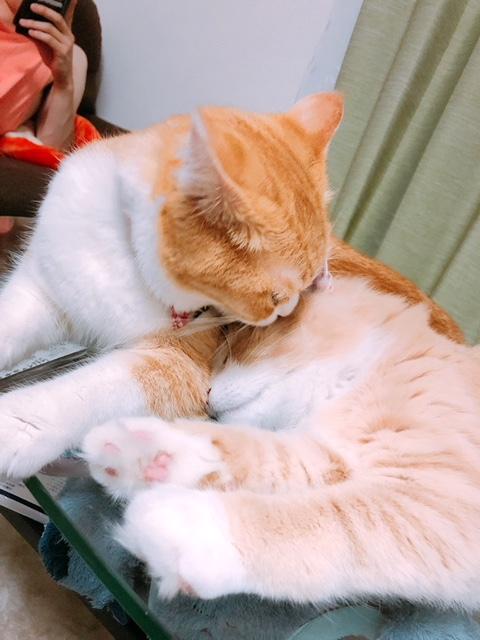 わんにゃんサイトの猫の写真