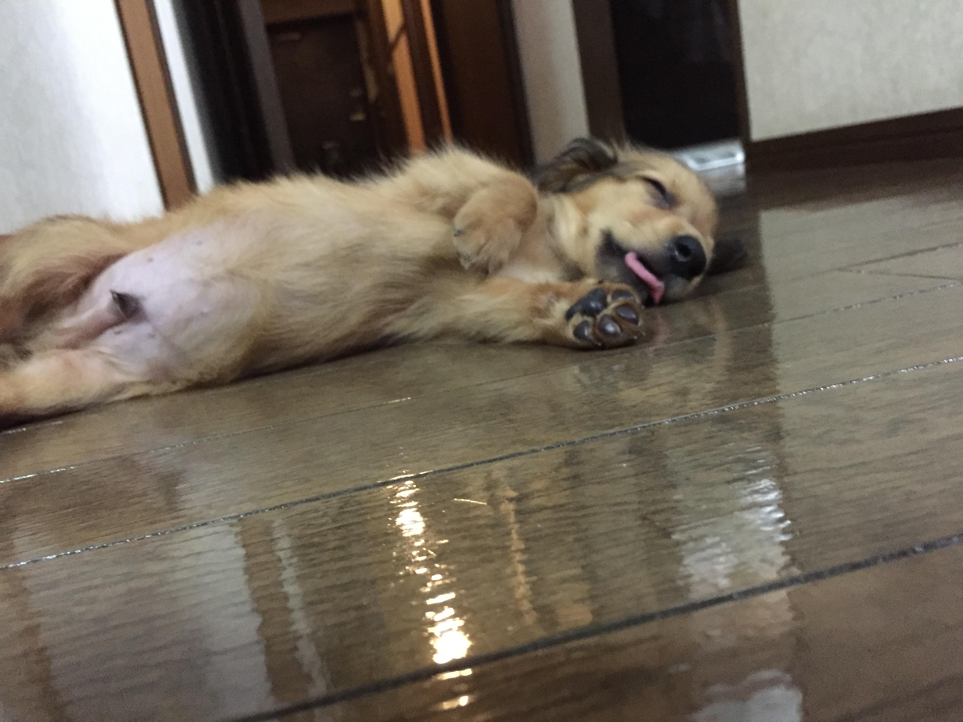 わんにゃんサイトの犬の写真