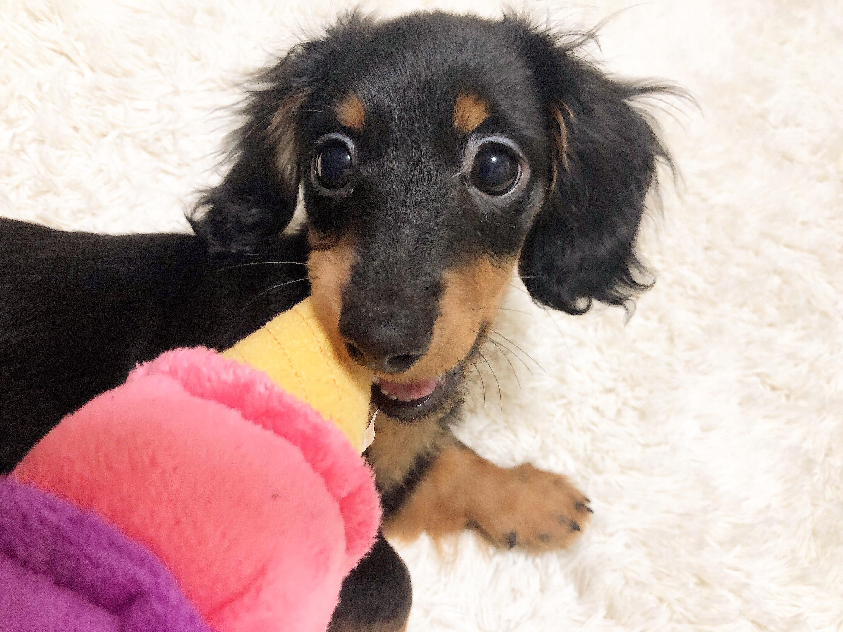 わんにゃんサイトの犬の写真