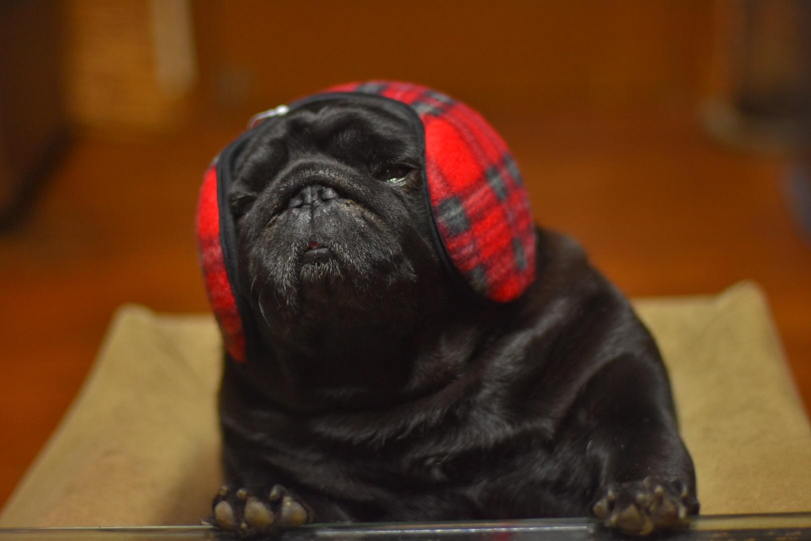 わんにゃんサイトの犬の写真