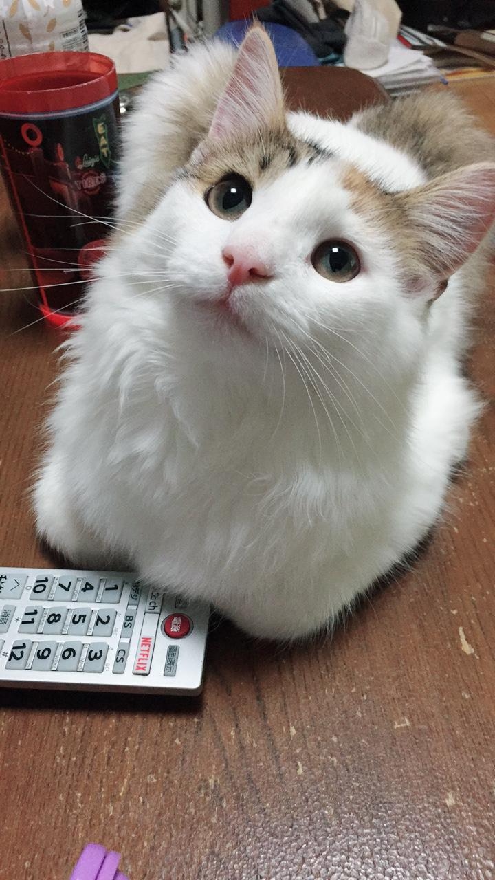 わんにゃんサイトの猫の写真