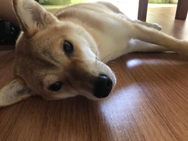わんにゃんサイトの犬の写真