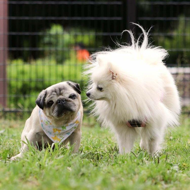 わんにゃんサイトの犬の写真