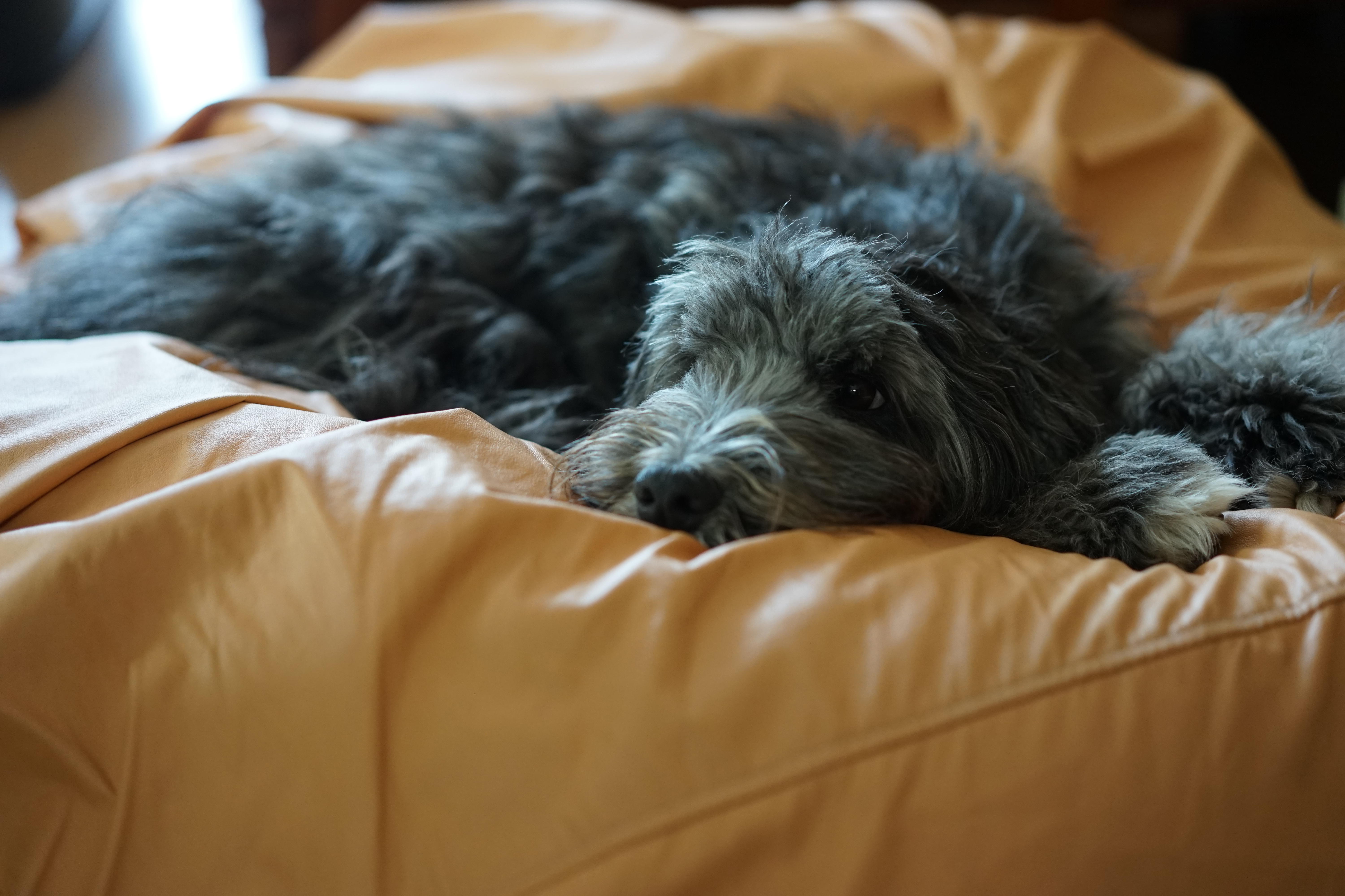 わんにゃんサイトの犬の写真