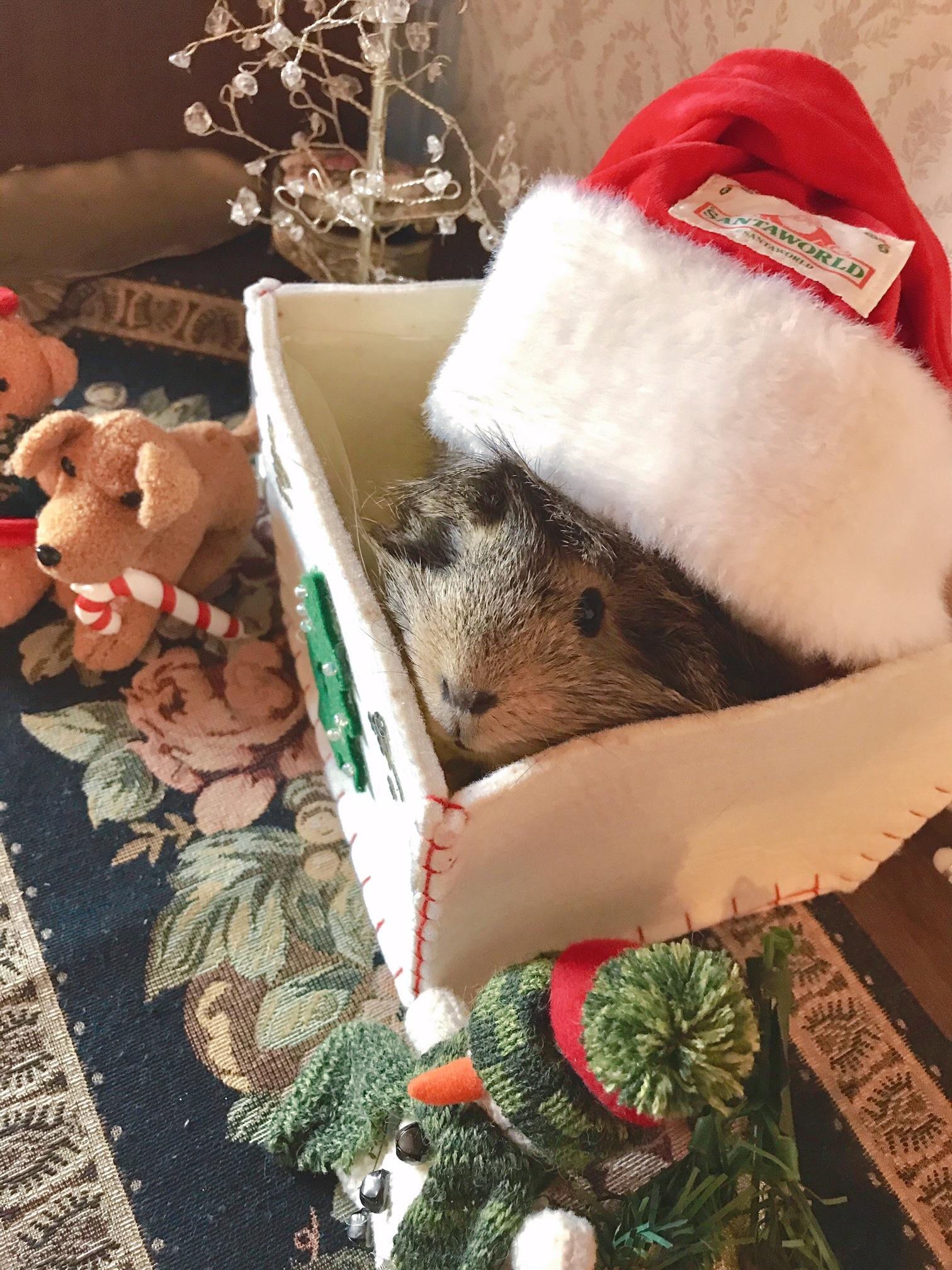 わんにゃんサイトのその他の写真