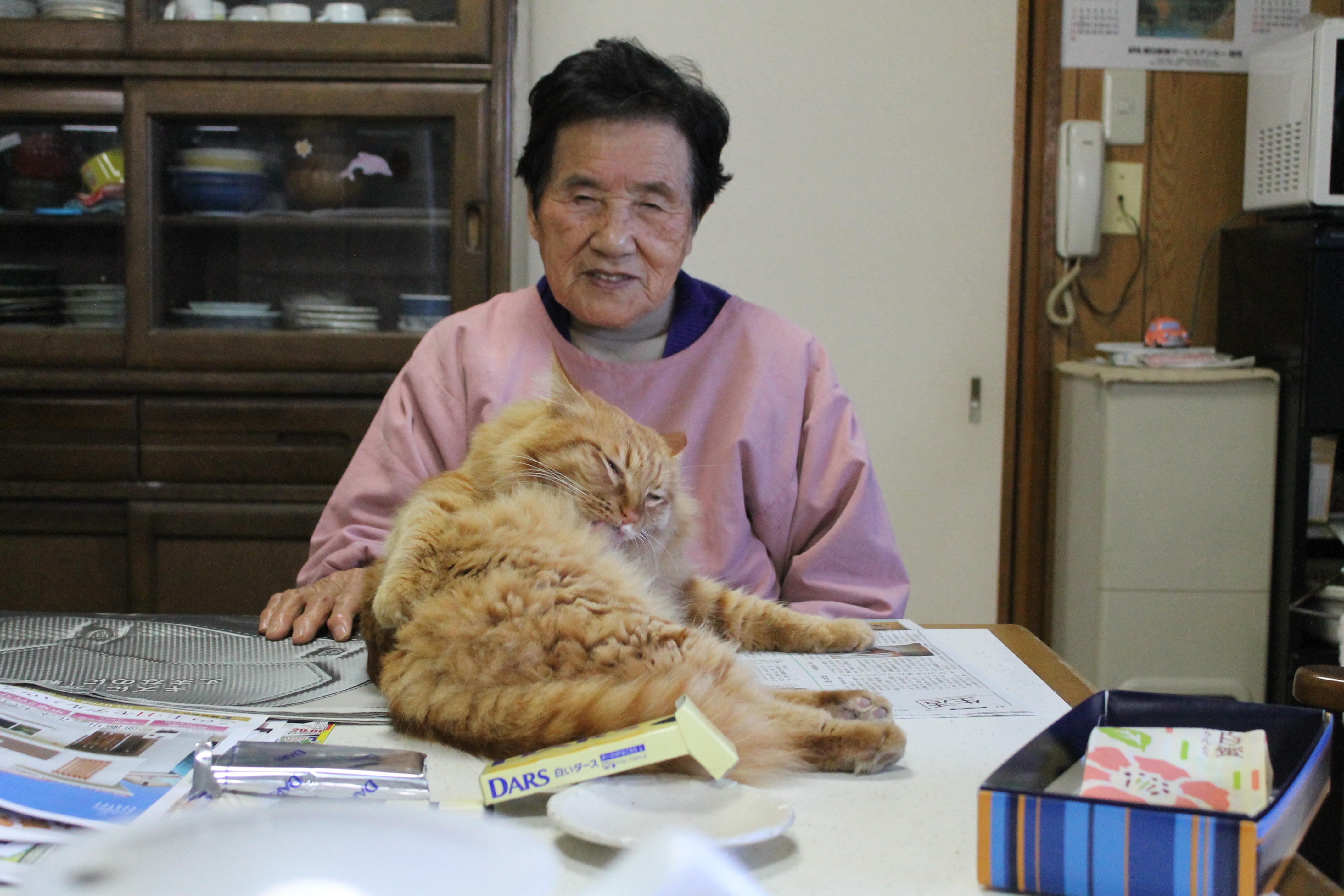 わんにゃんサイトの猫の写真