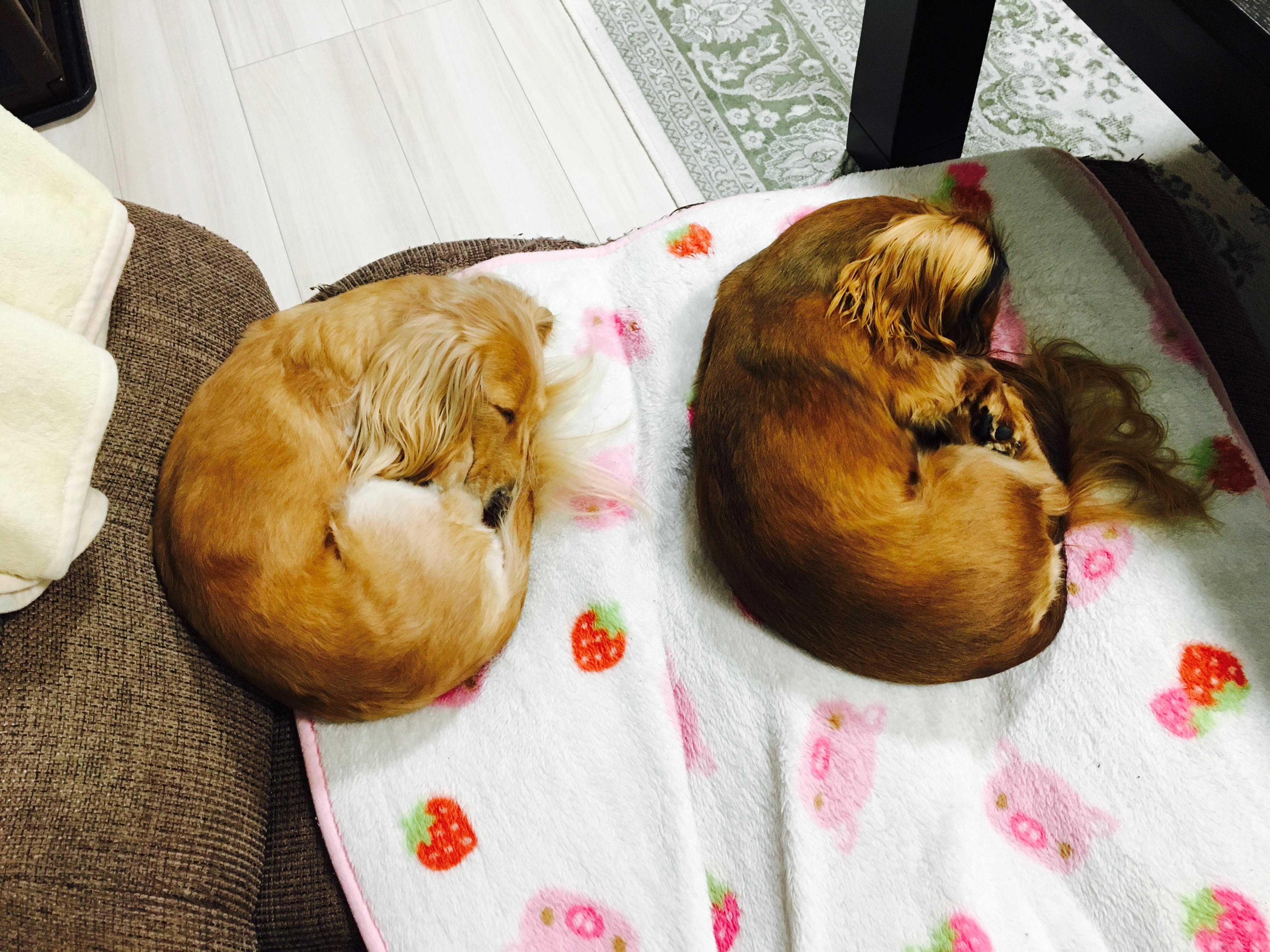 わんにゃんサイトの犬の写真