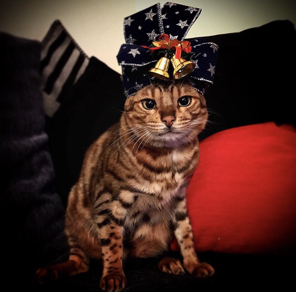 わんにゃんサイトの猫の写真