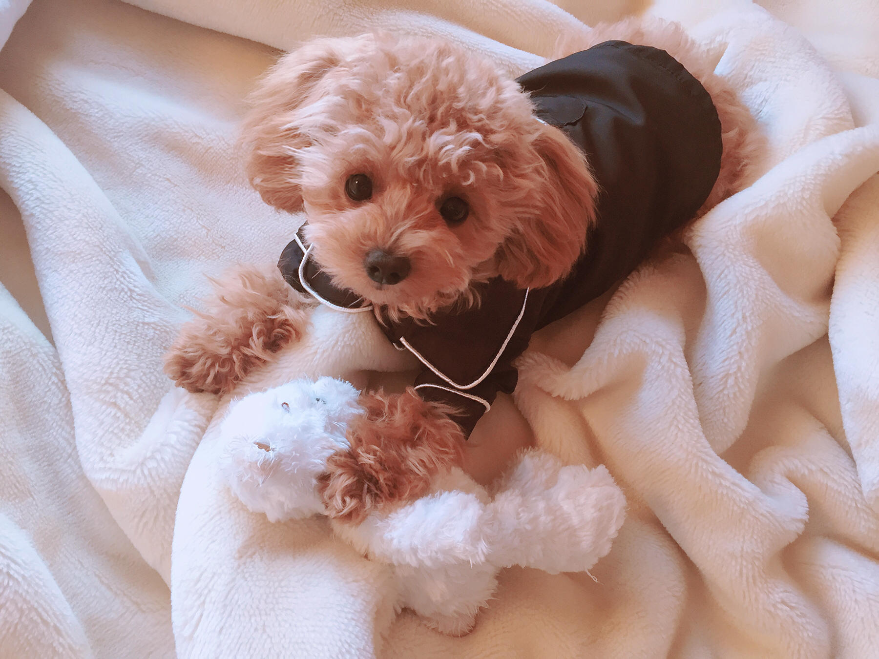 わんにゃんサイトの犬の写真