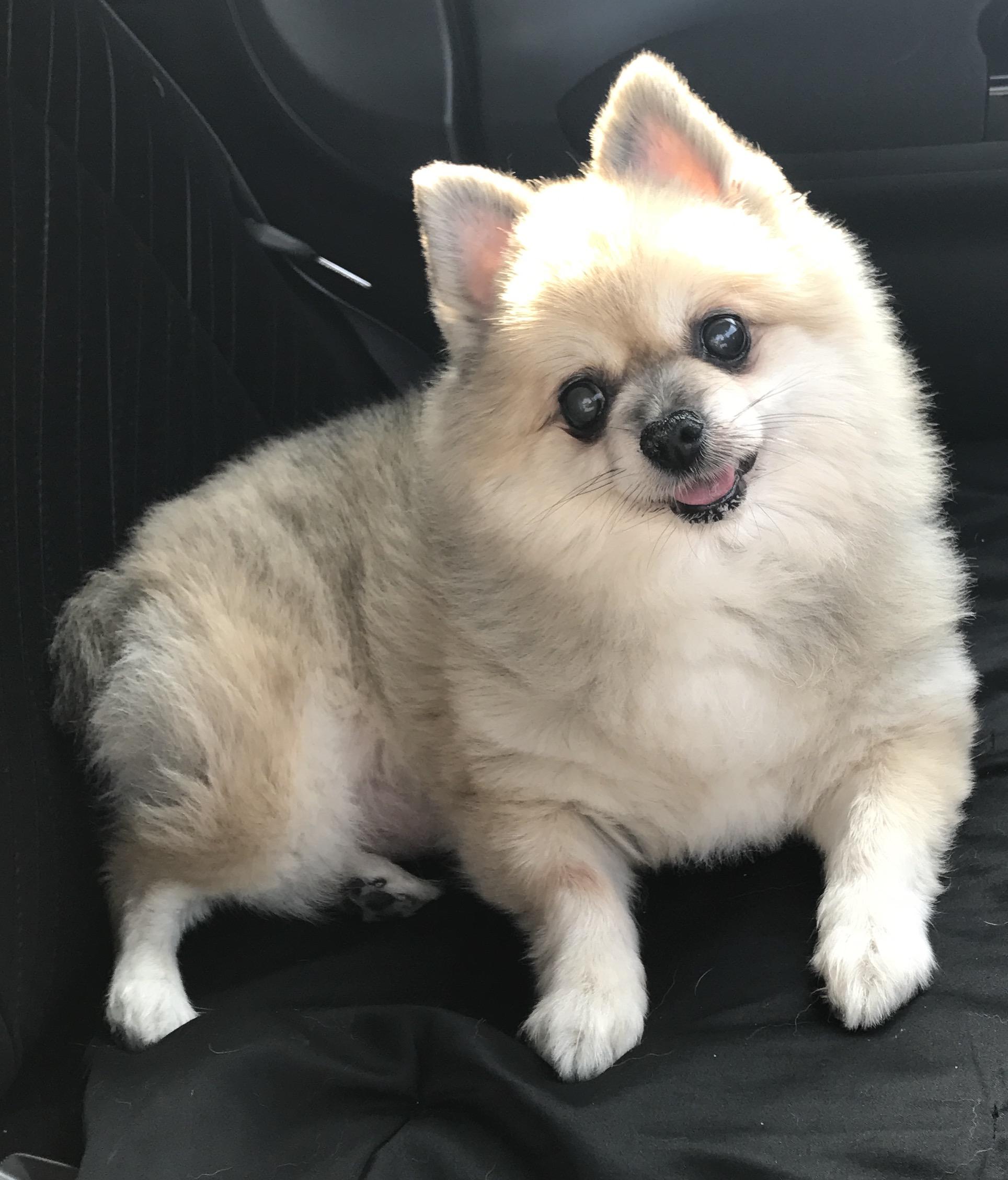 わんにゃんサイトの犬の写真