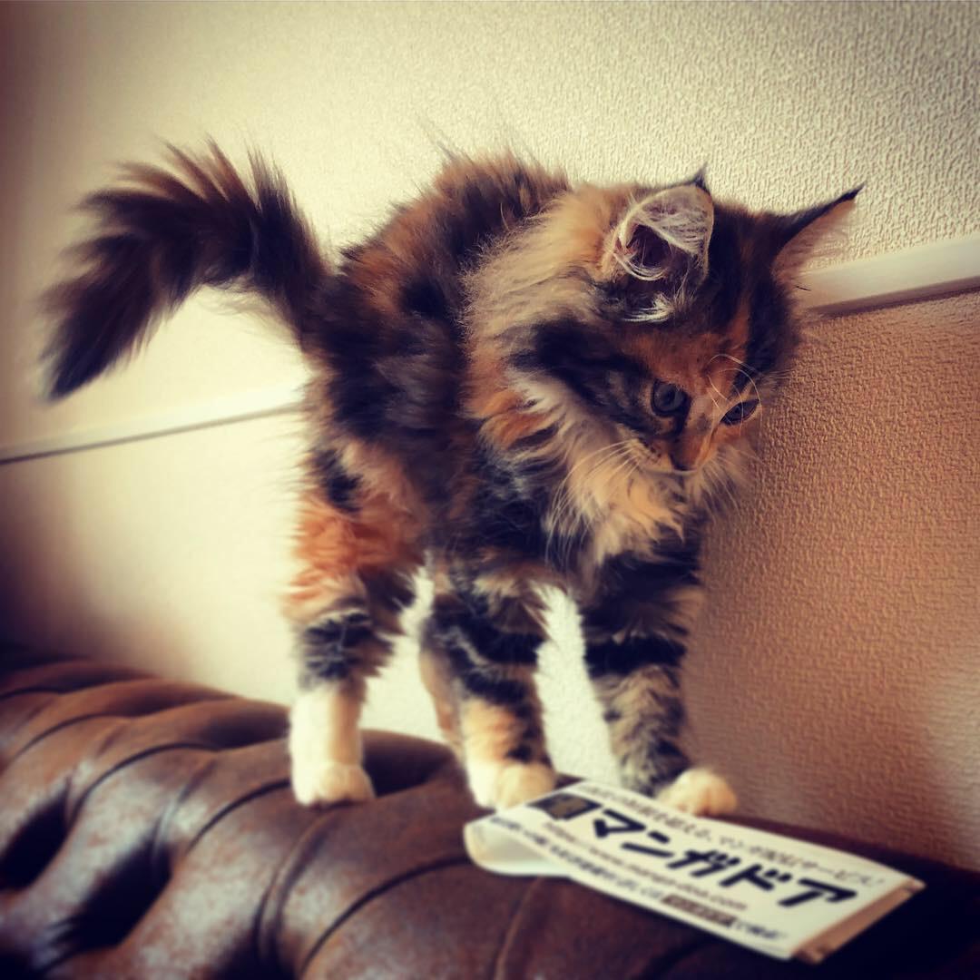 わんにゃんサイトの猫の写真