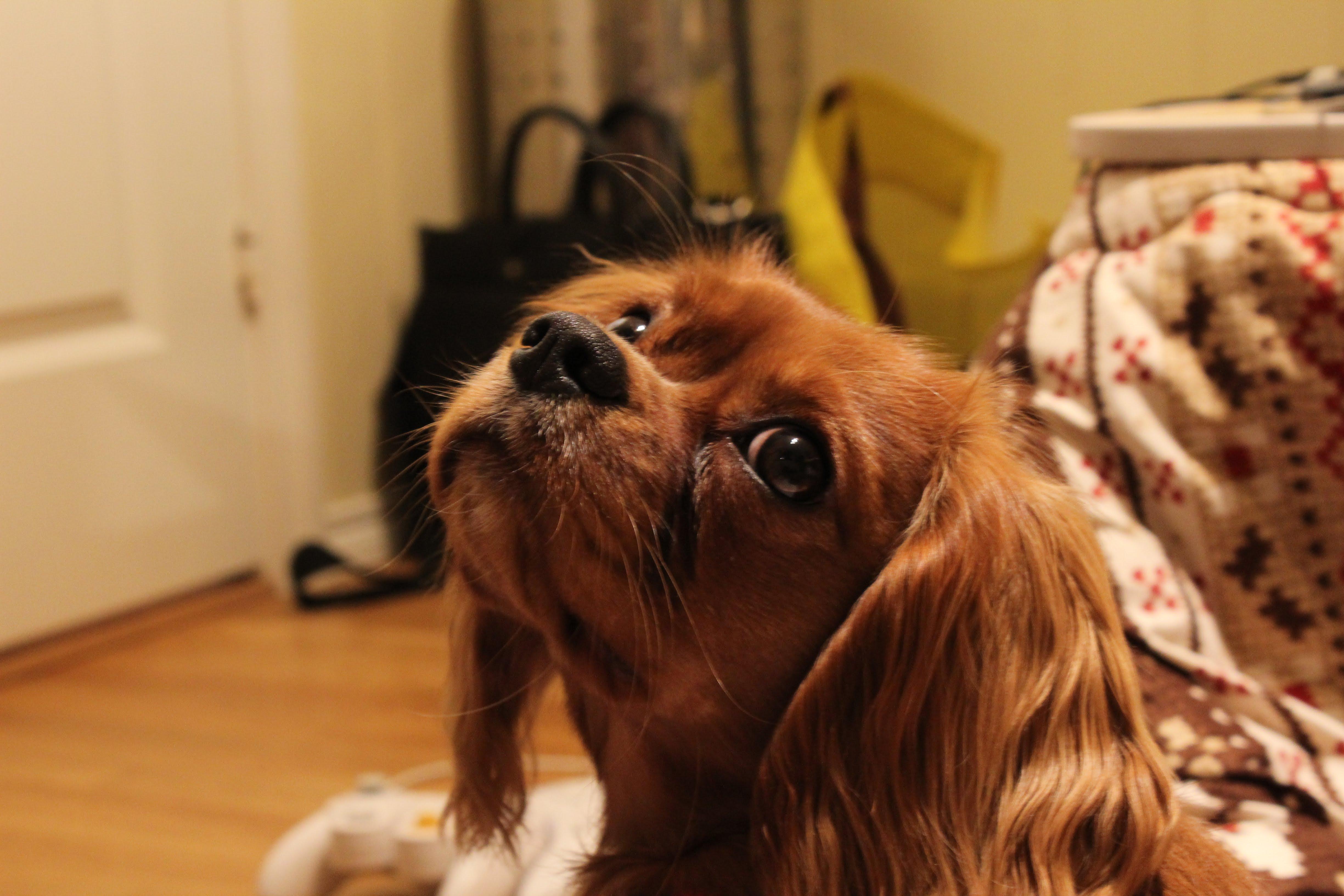 わんにゃんサイトの犬の写真