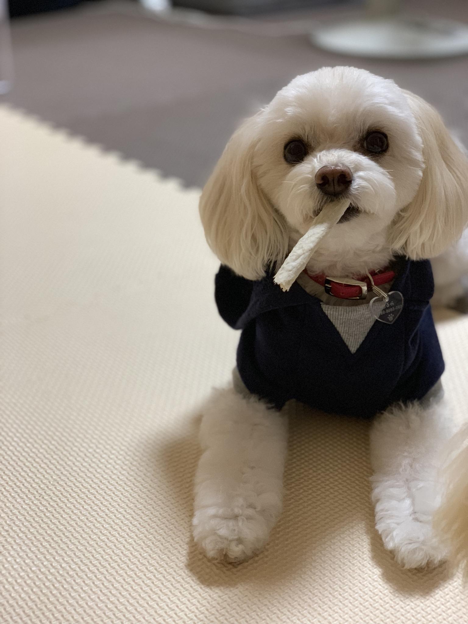 わんにゃんサイトの犬の写真